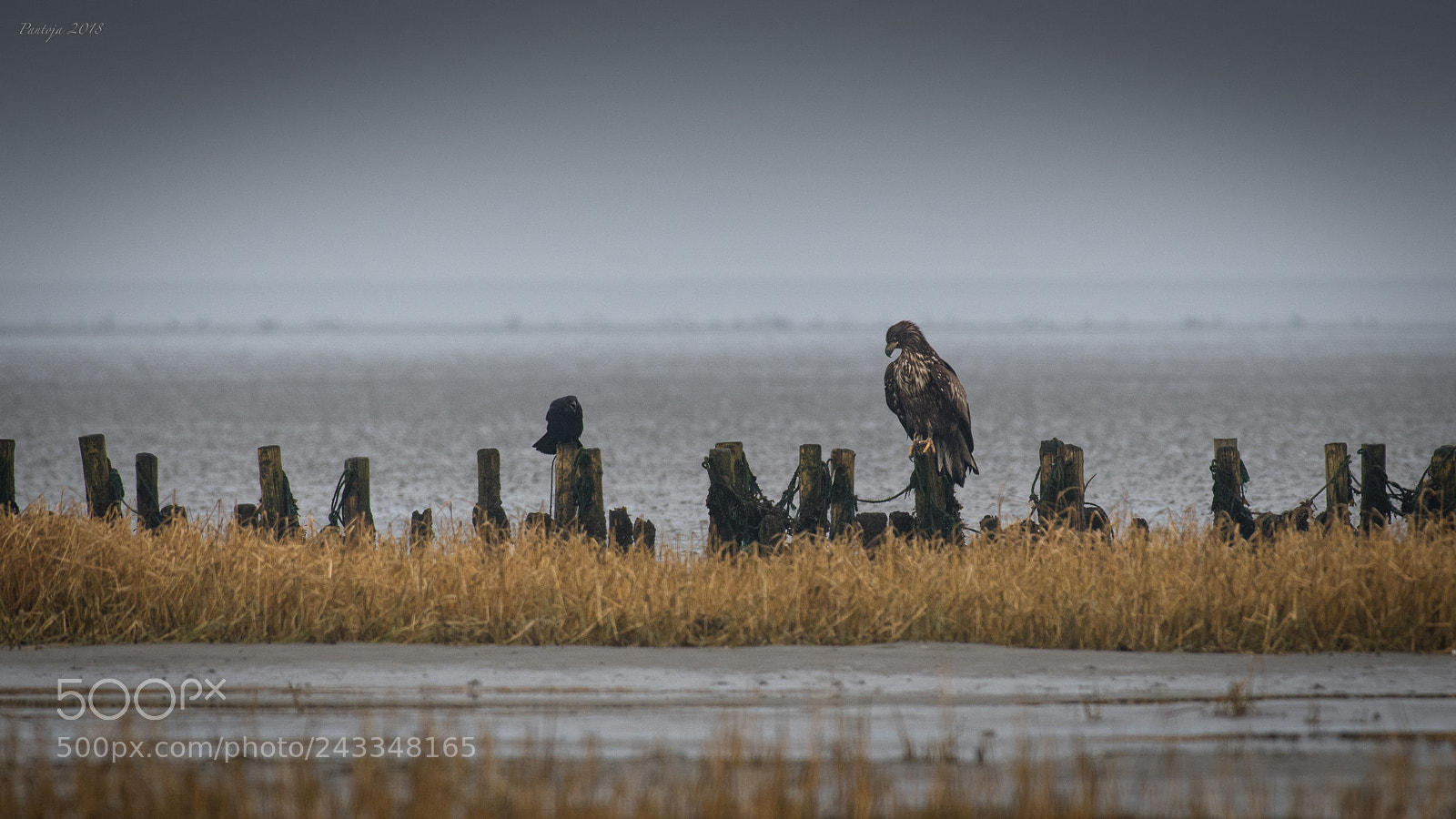 Nikon D500 sample photo. The eagle and the photography