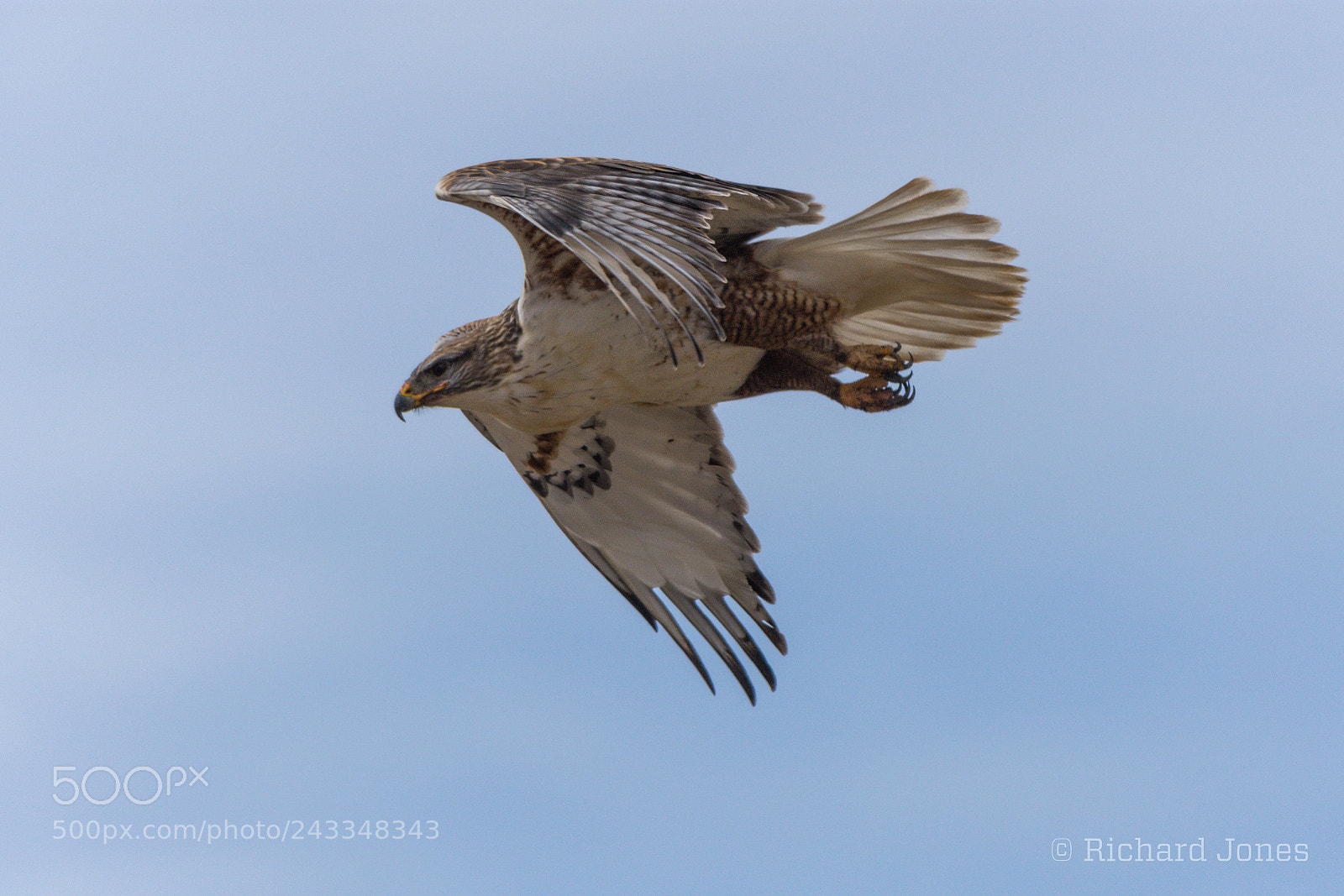 Nikon D7200 sample photo. Ferruginous hawk photography