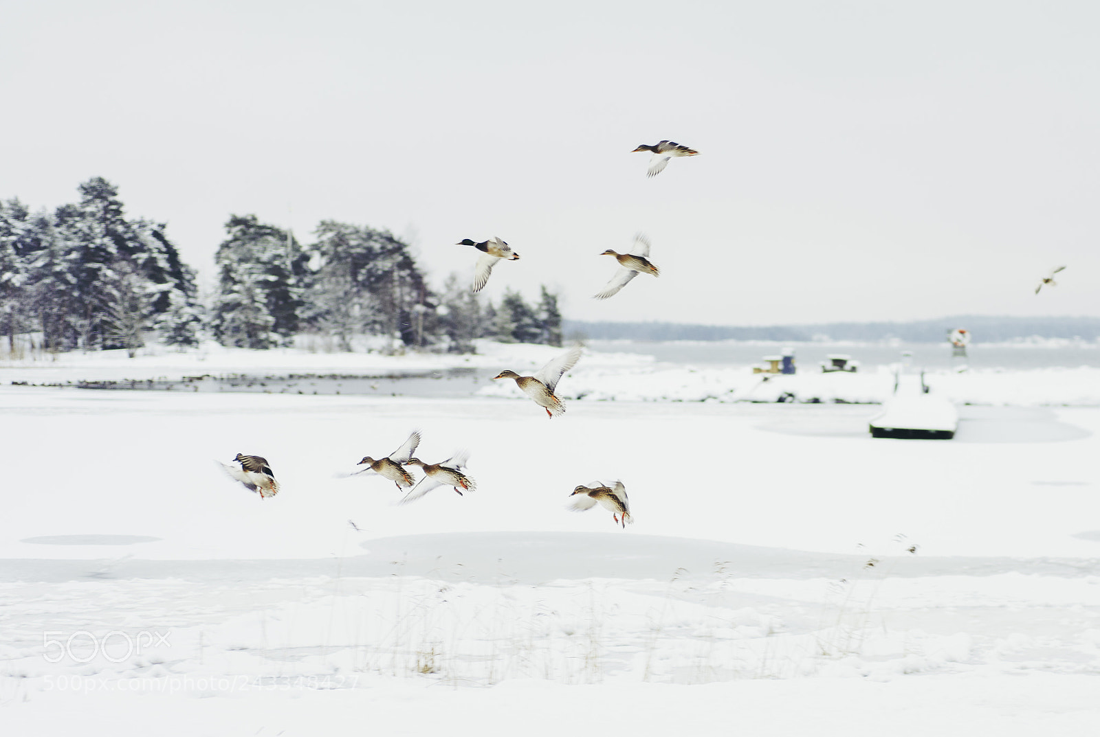 Sony a7R II sample photo. Winter birds photography