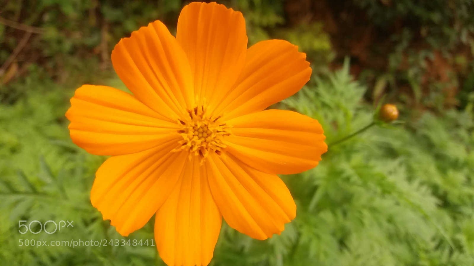 Samsung Galaxy J5 sample photo. Untitled photography