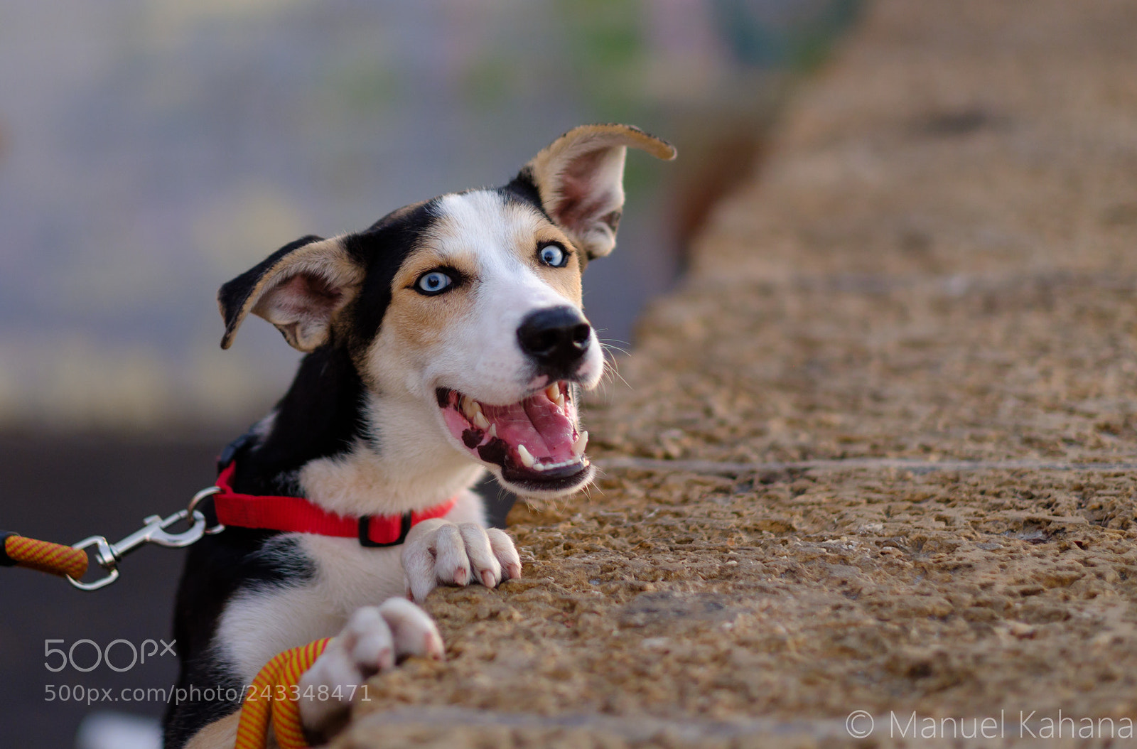 Fujifilm X-T2 sample photo. The happiest dog in photography