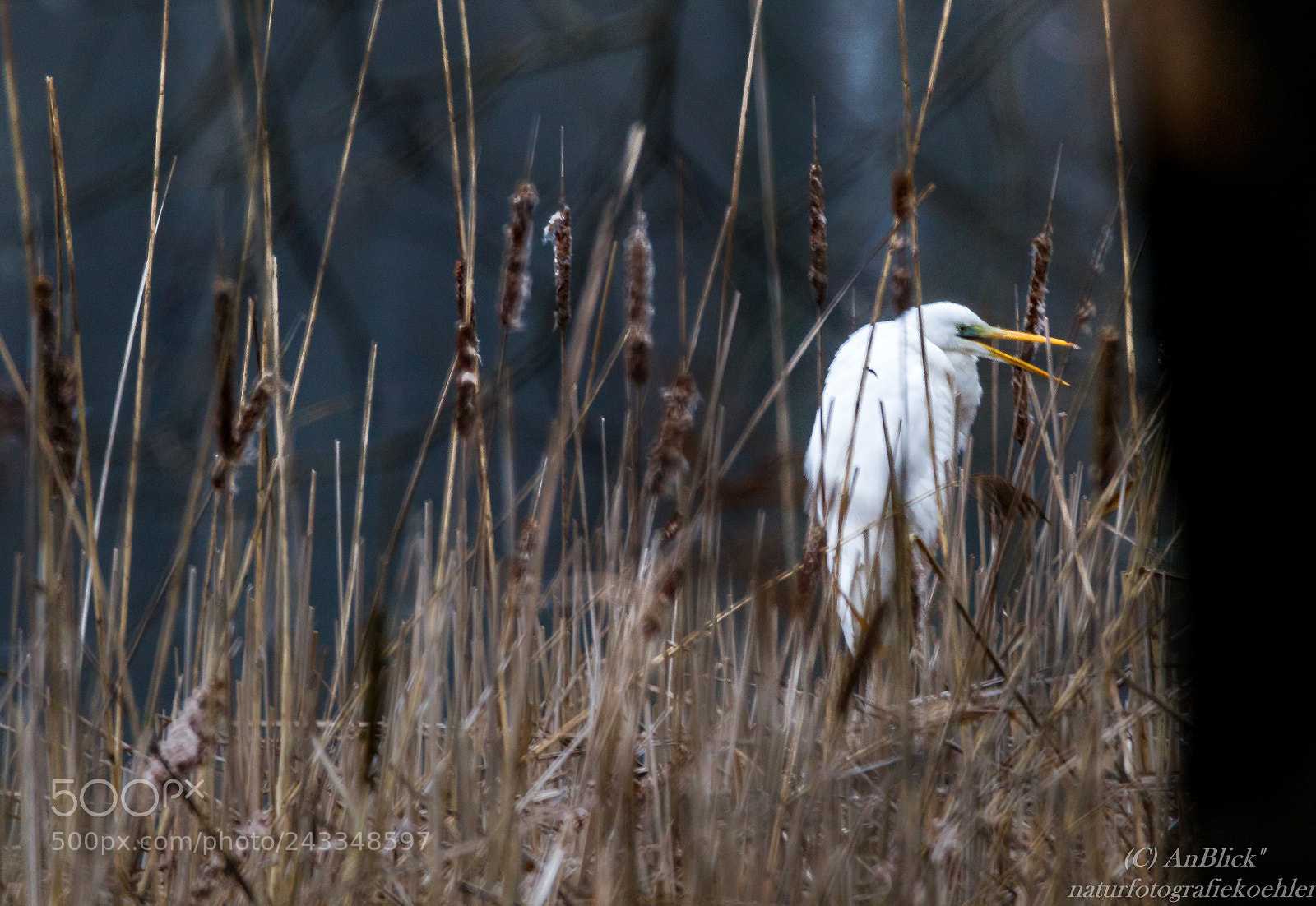 Canon EOS 7D Mark II sample photo. Der hat was zu photography