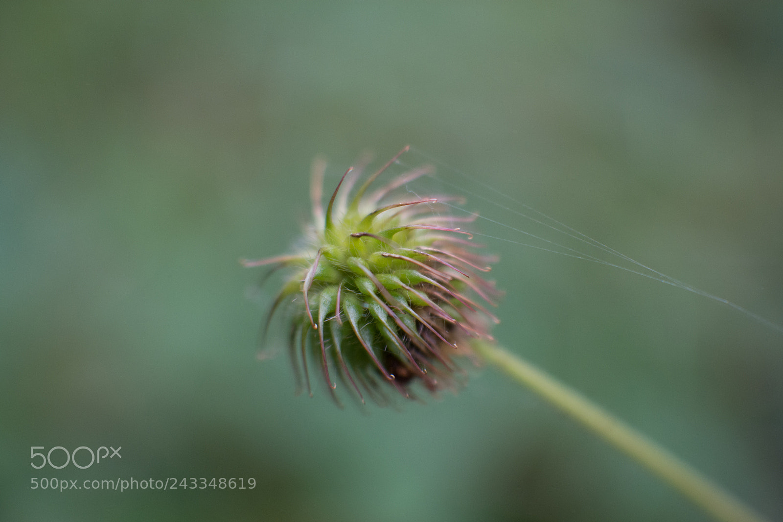 Nikon D7200 sample photo. Die klette photography