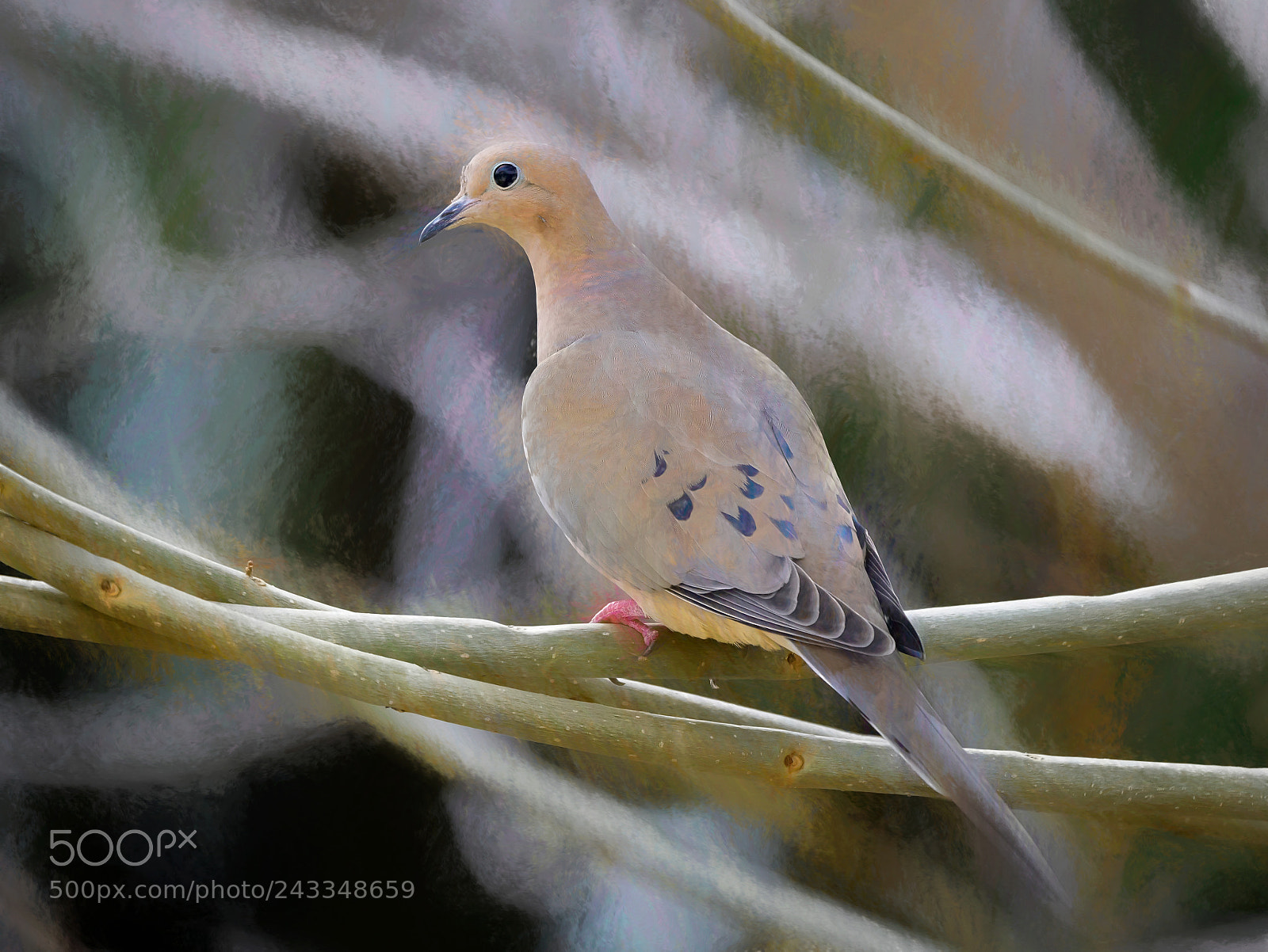 Panasonic Lumix DMC-GX85 (Lumix DMC-GX80 / Lumix DMC-GX7 Mark II) sample photo. Mourning dove-impression photography
