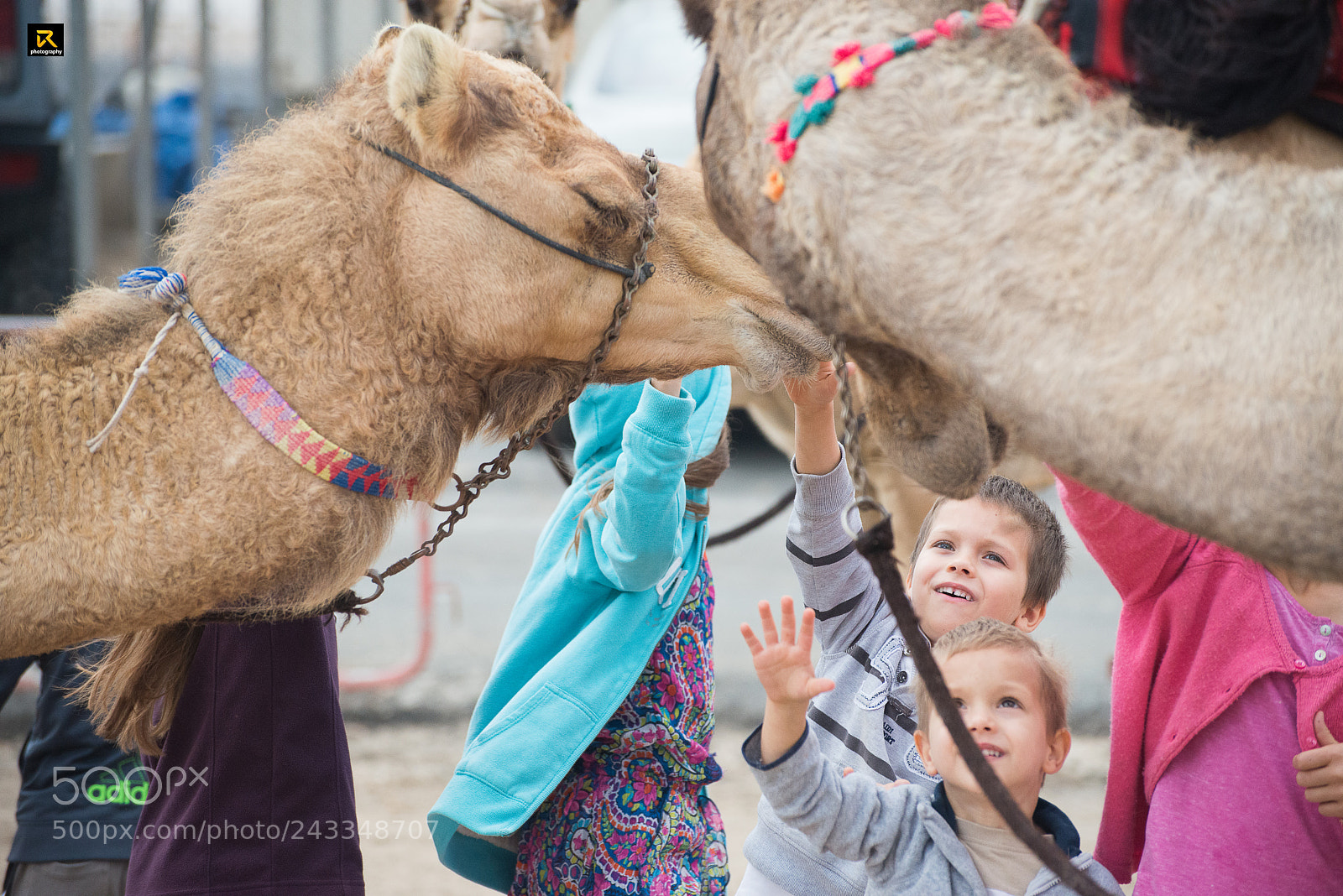 Nikon D800 sample photo. Camel & kids photography
