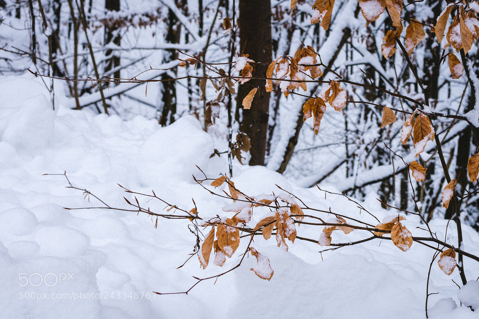Nikon D3400 sample photo. Grainy winter leaves photography