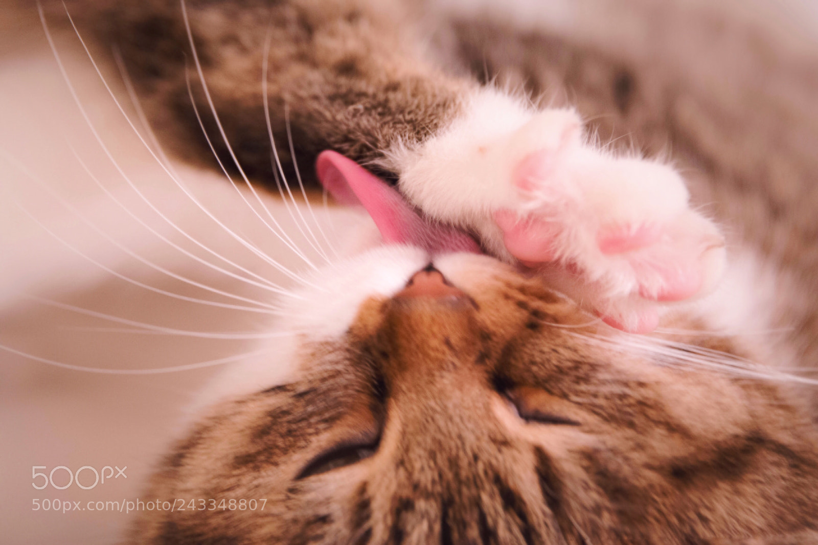 Nikon D800E sample photo. Upside down photography