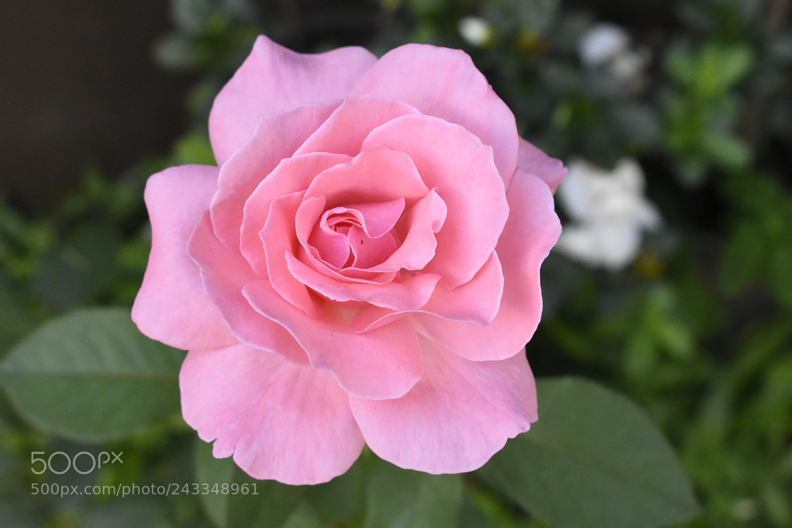 Nikon D3400 sample photo. Rose photography