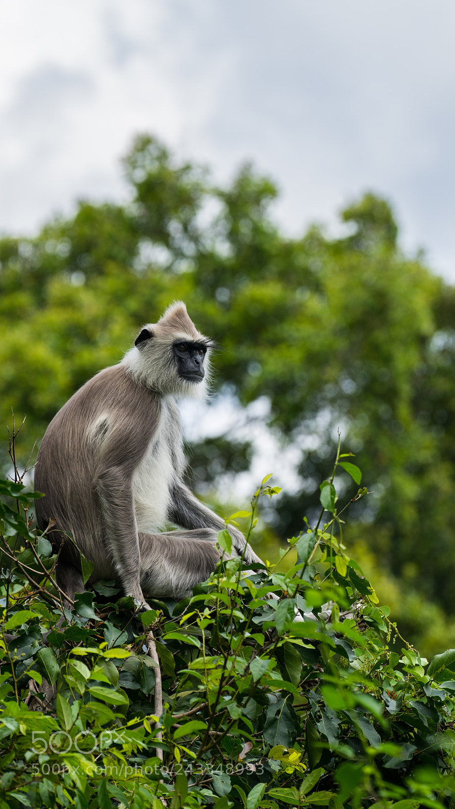 Sony a7 II sample photo. Monkey photography