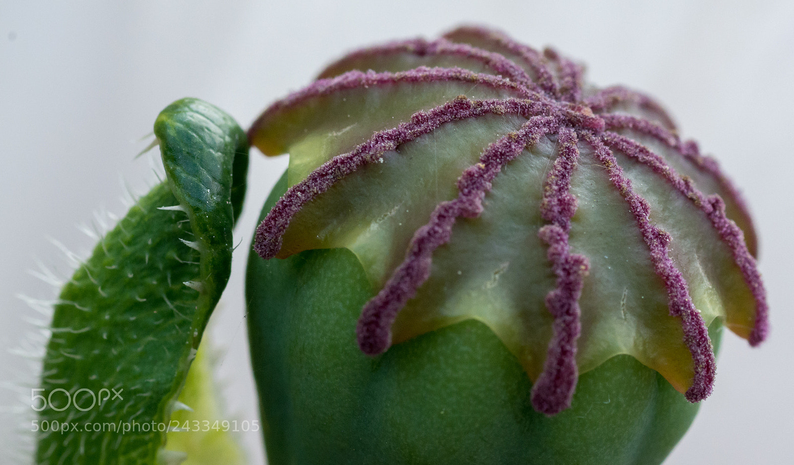 Nikon D7100 sample photo. Poppy photography