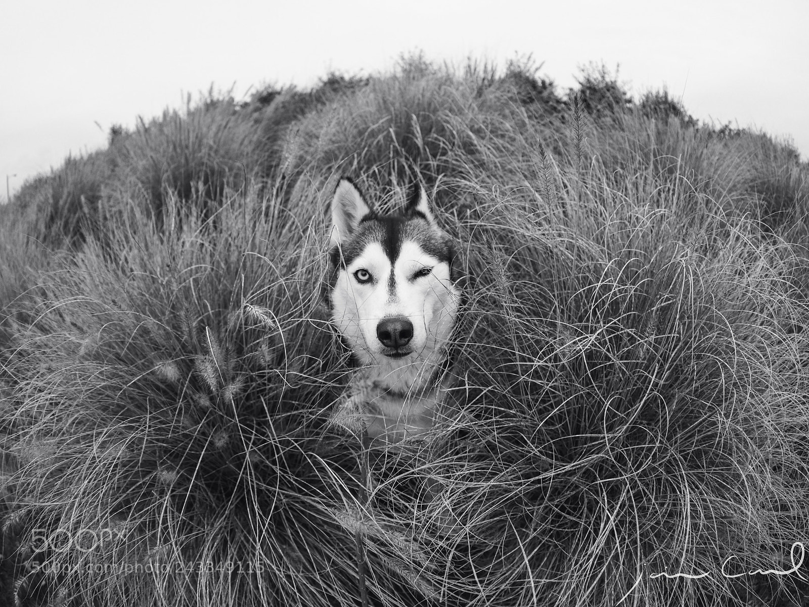 Olympus OM-D E-M1 Mark II sample photo. Husky winking in the photography