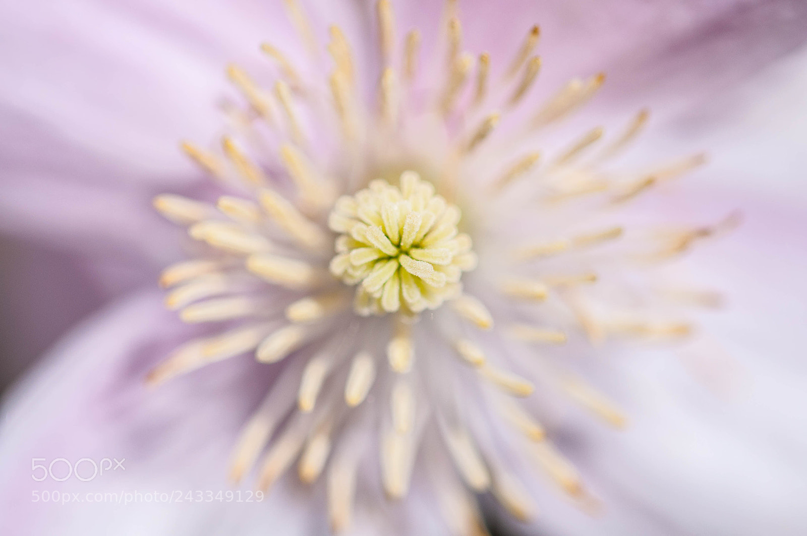 Nikon D90 sample photo. Flower photography