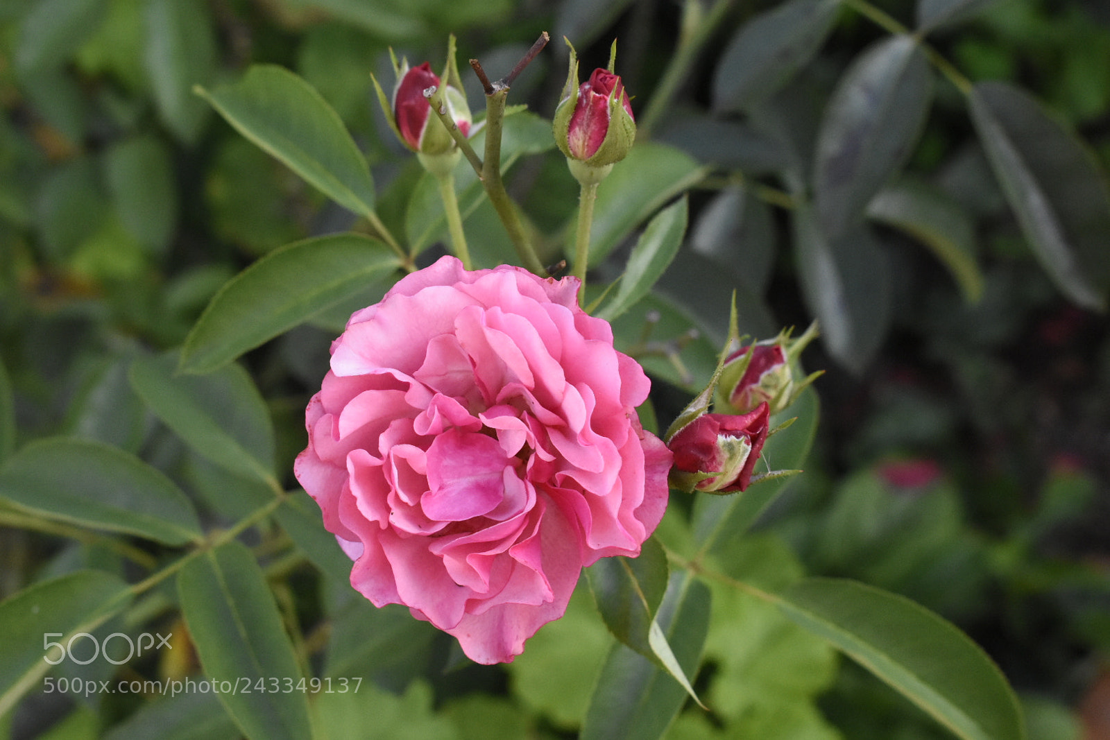 Nikon D3400 sample photo. It's the time you photography
