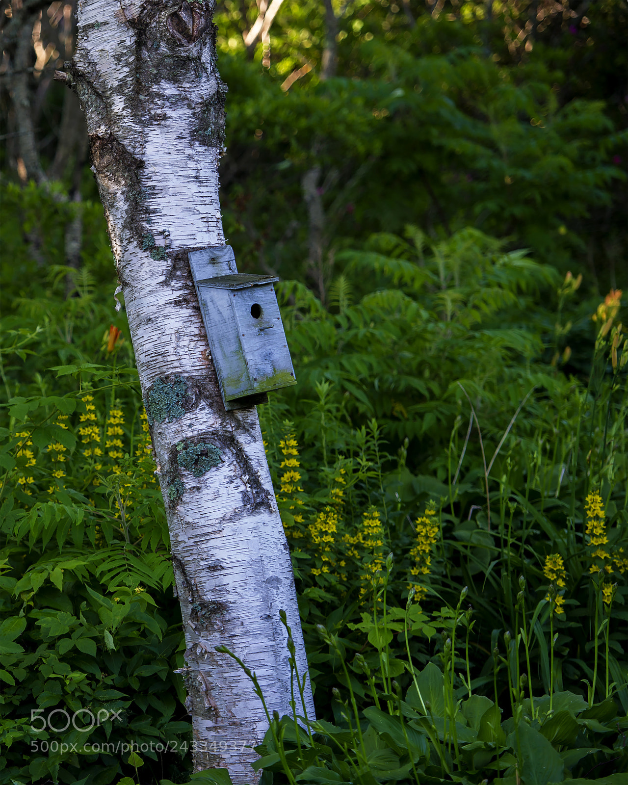 Nikon D3S sample photo. A bi birch photography