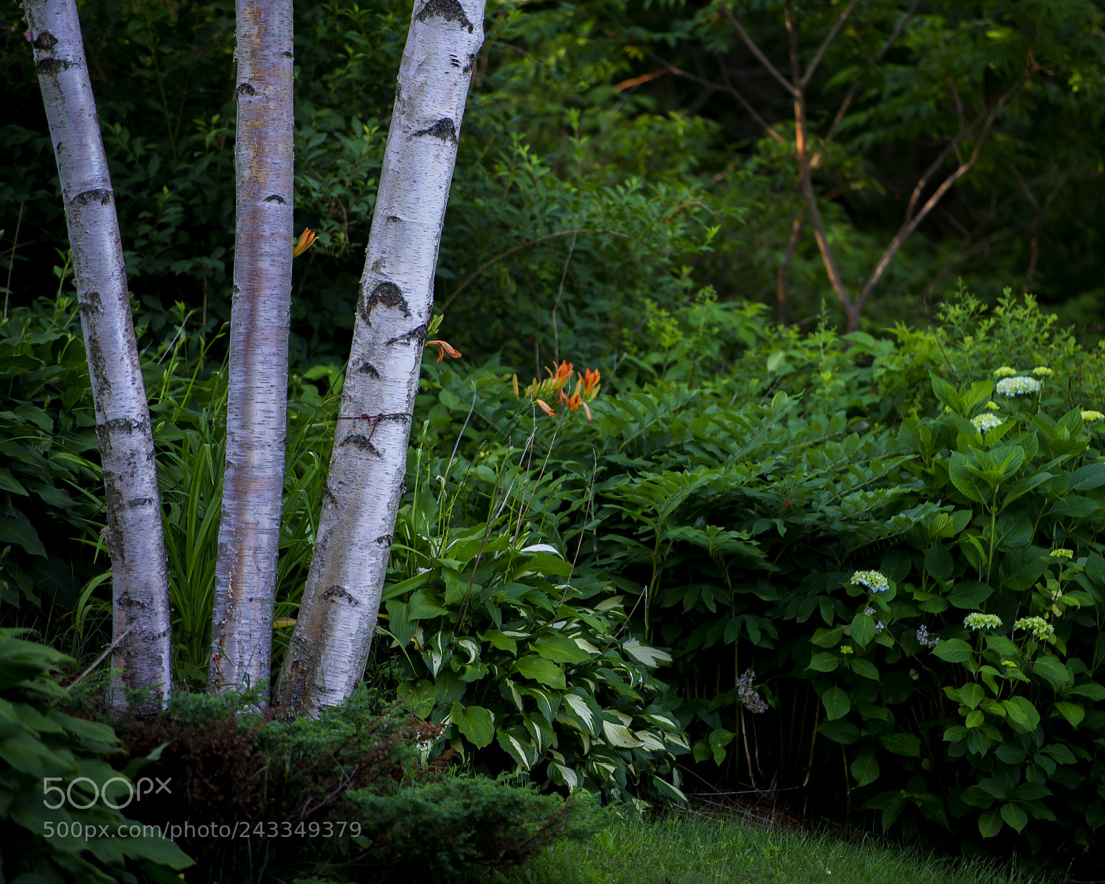 Nikon D3S sample photo. A bi birches photography