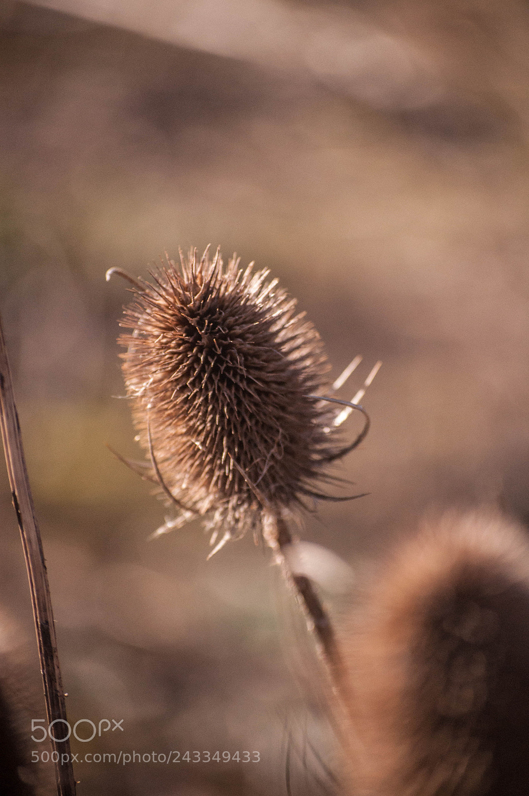 Nikon D90 sample photo. Teasels... photography