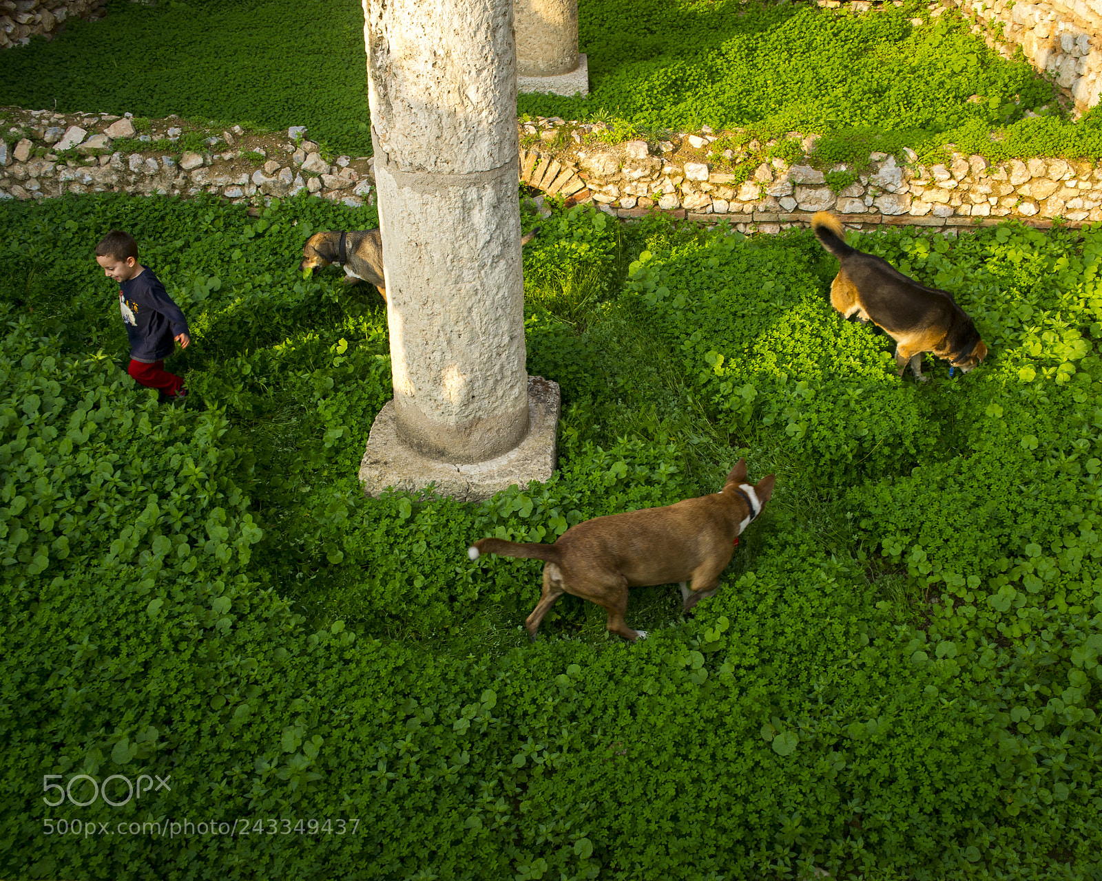 Nikon D3S sample photo. A kid dogs column photography