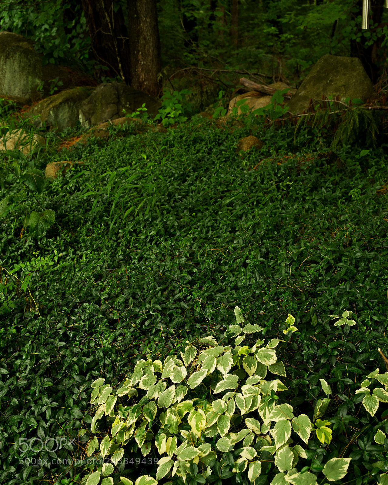 Nikon D3S sample photo. A mendon green photography