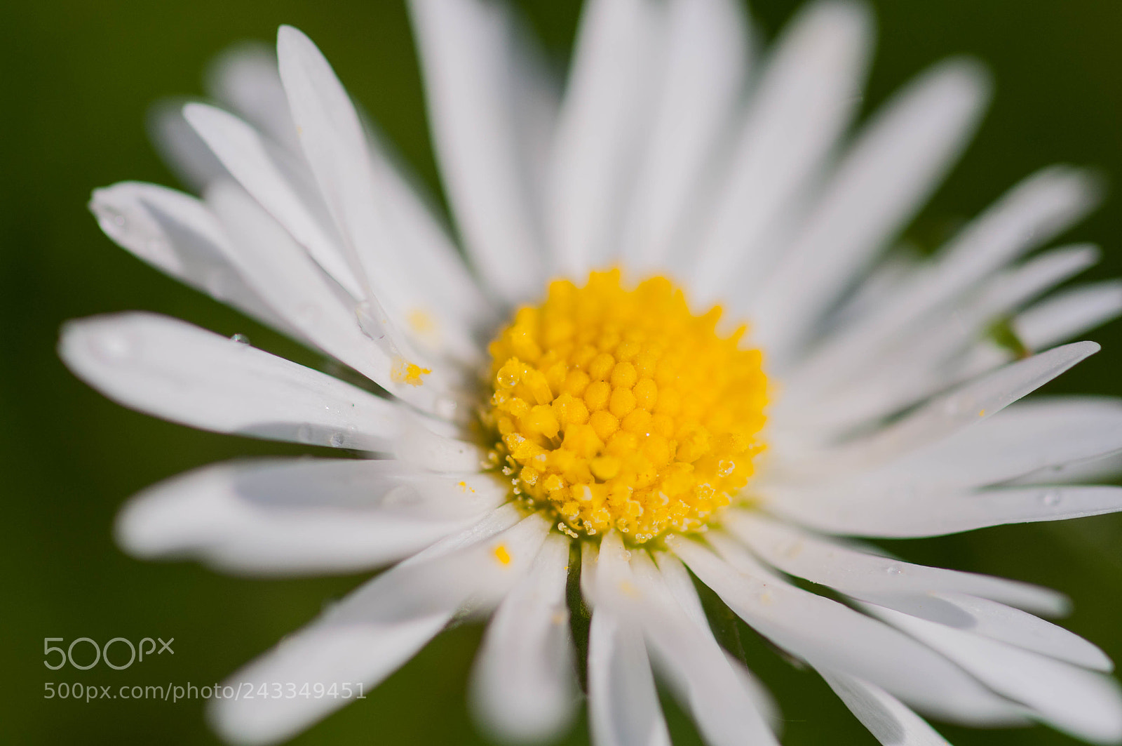 Nikon D90 sample photo. Daisy photography