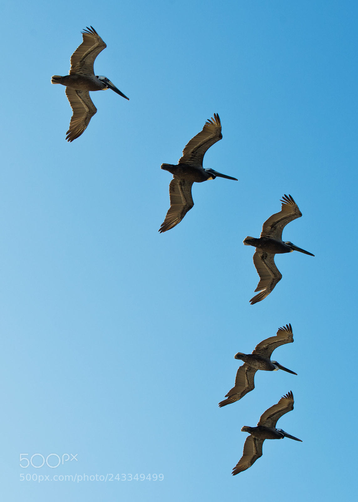 Nikon D3S sample photo. A nc pelicans photography