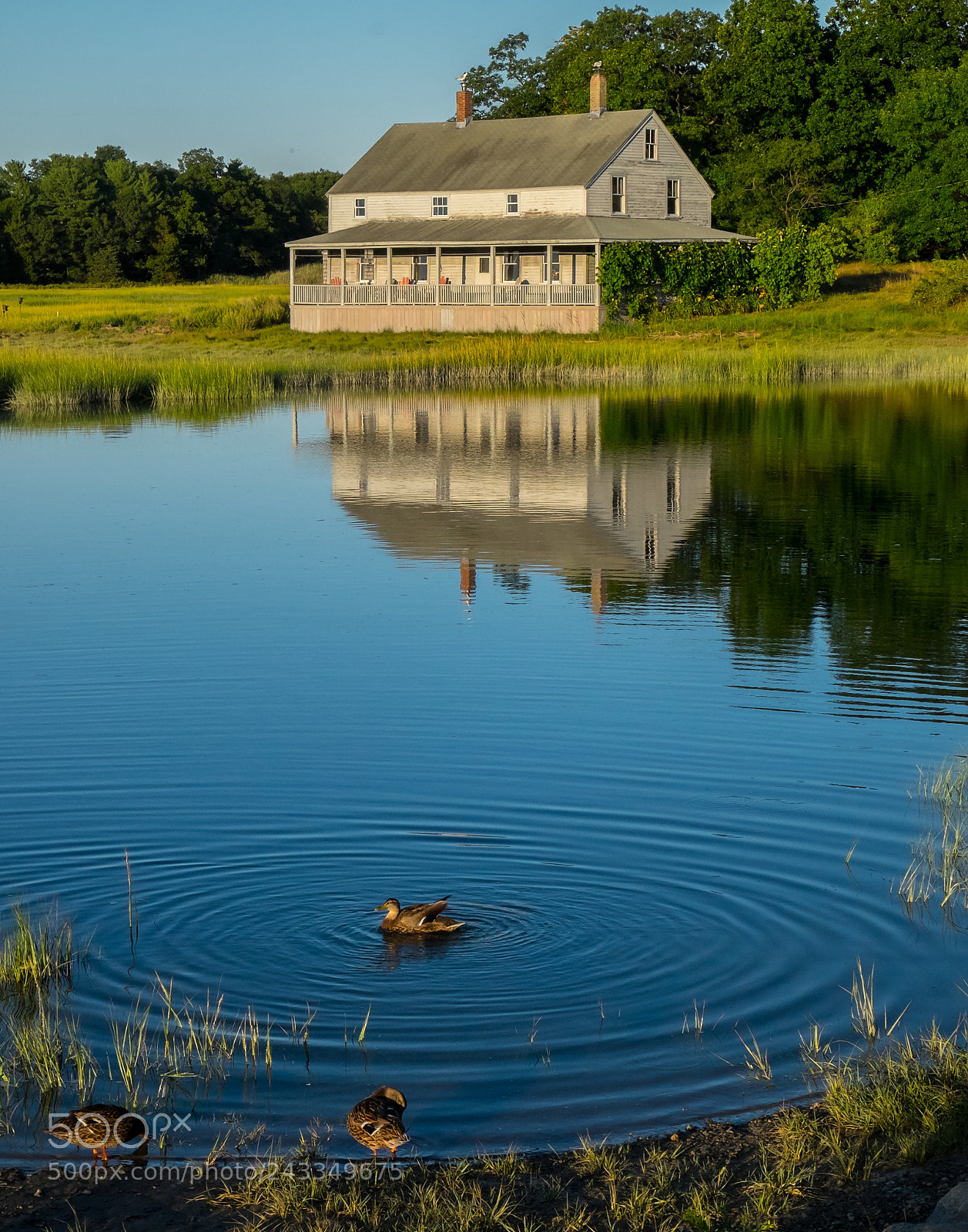 Fujifilm X-T1 sample photo. Essex ducks photography