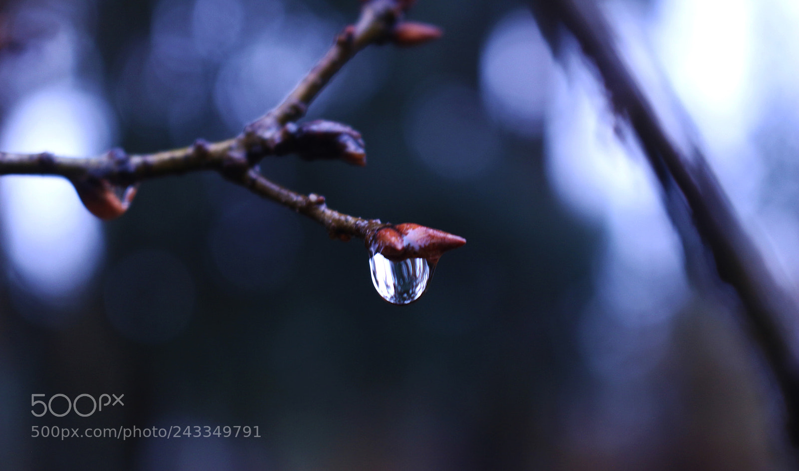 Canon EOS 100D (EOS Rebel SL1 / EOS Kiss X7) sample photo. A drop of rain photography