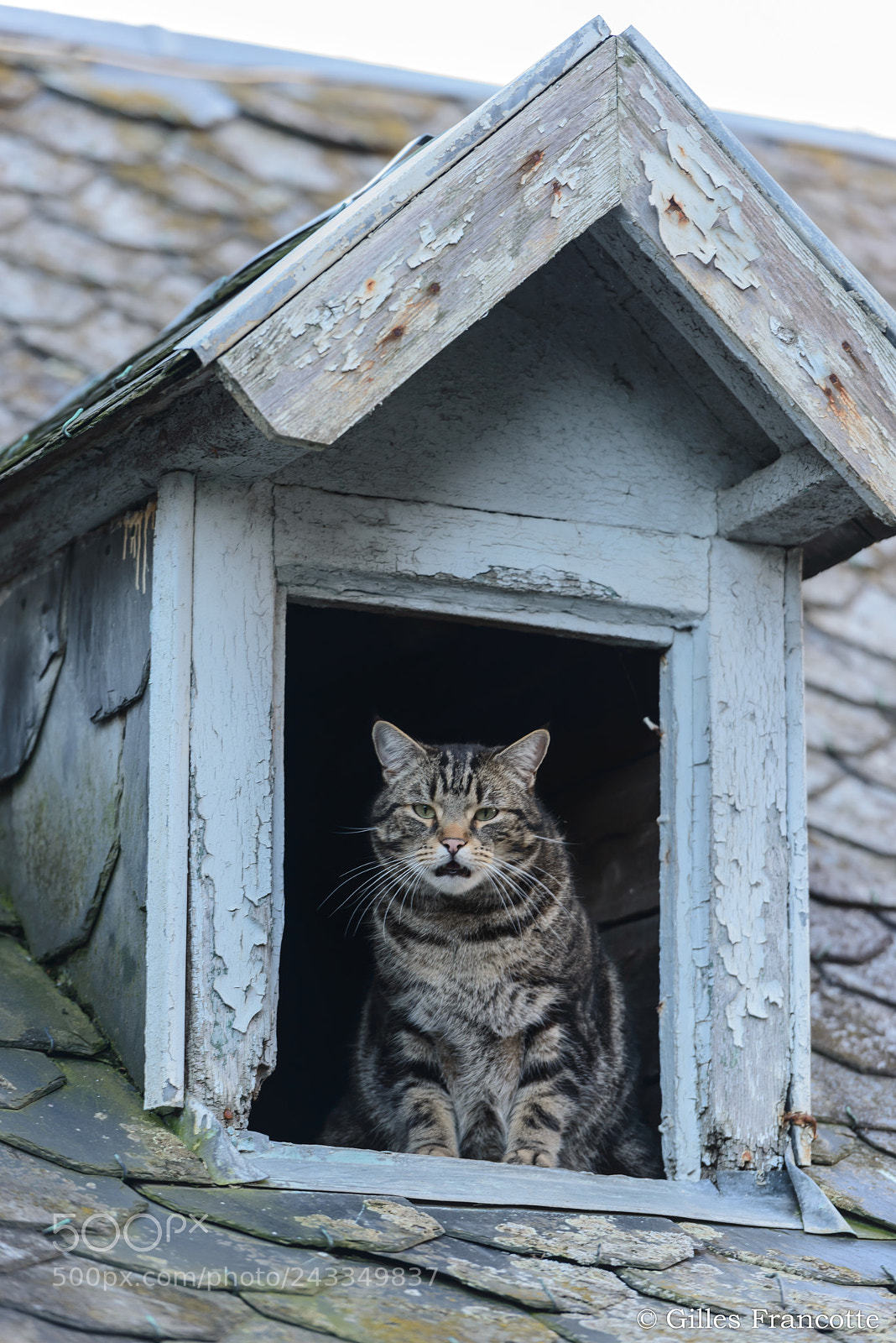 Nikon D800 sample photo. Angry cat at the photography