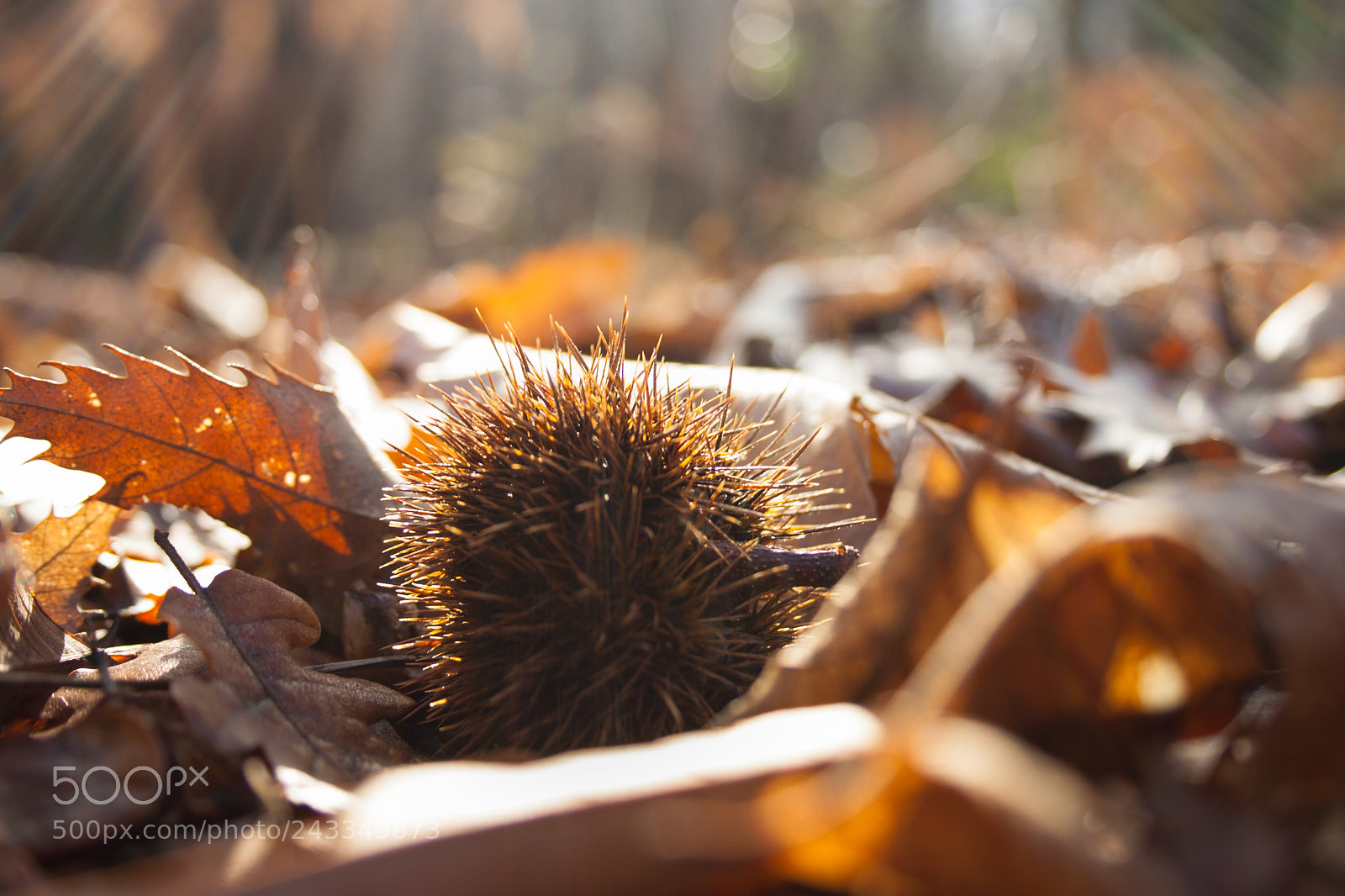 Canon EOS 1000D (EOS Digital Rebel XS / EOS Kiss F) sample photo. Winter light in the photography