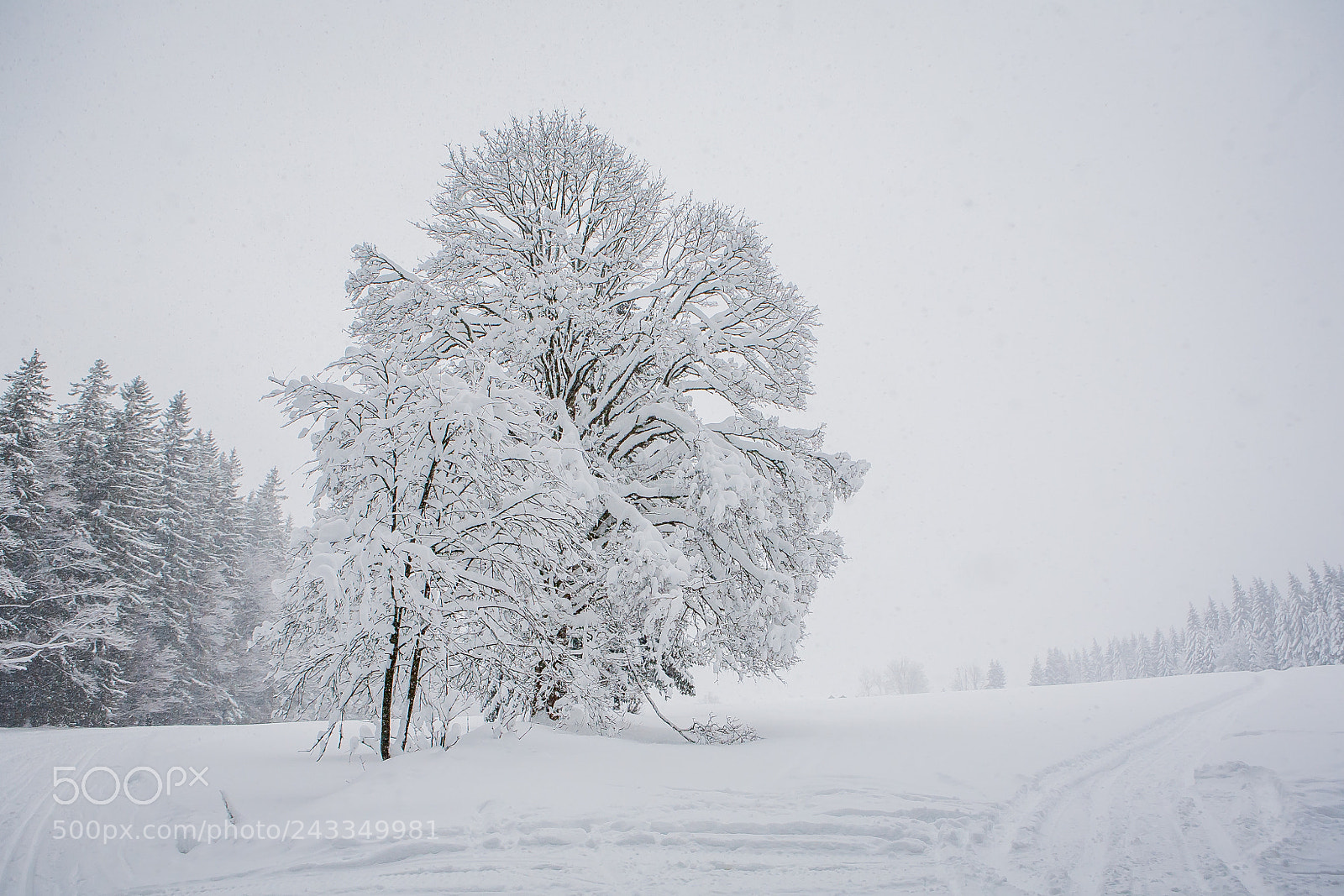 Canon EOS 5D sample photo. Frozen kingdom photography