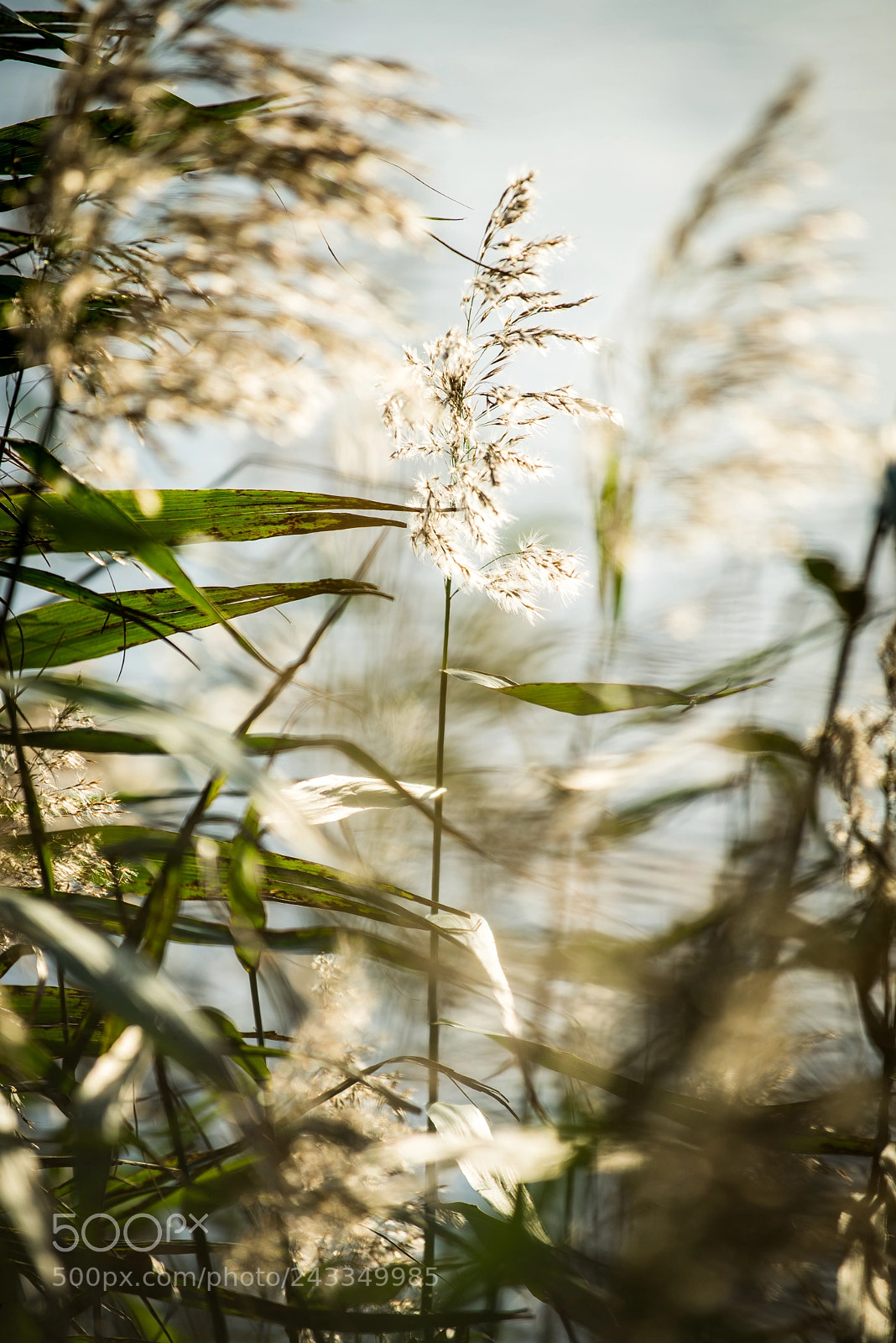 Nikon D600 sample photo. Floating photography