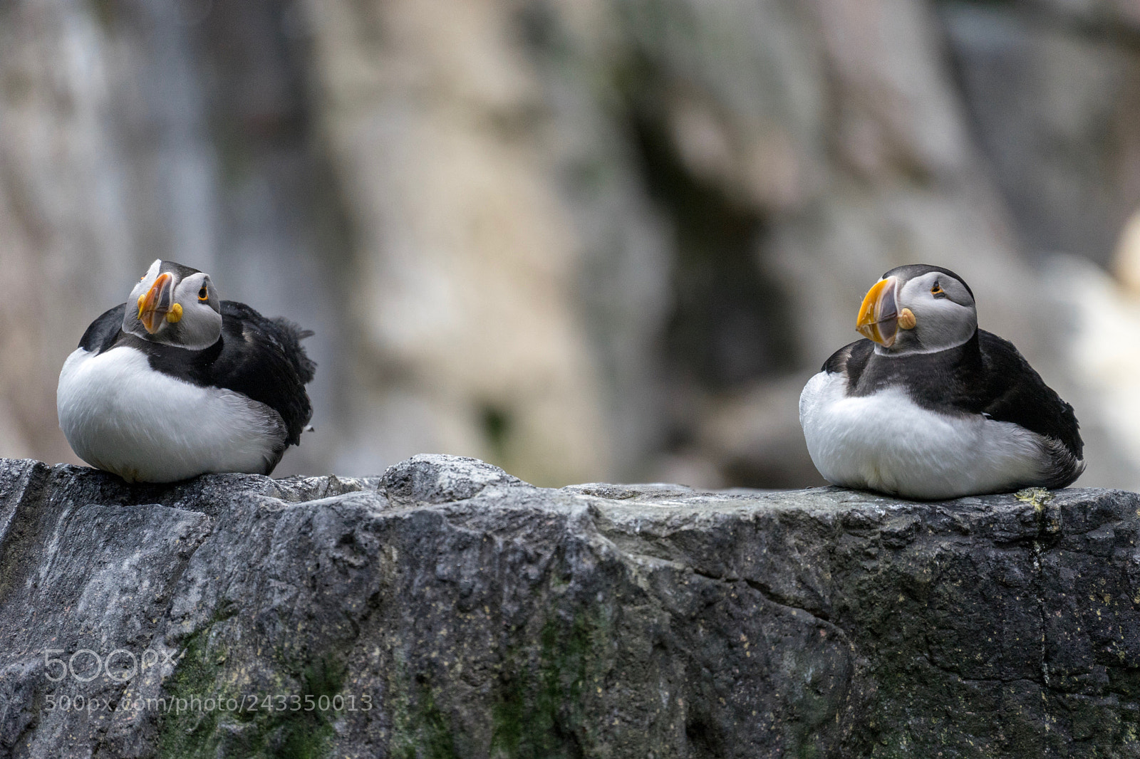 Sony a7 sample photo. Sea parrots photography