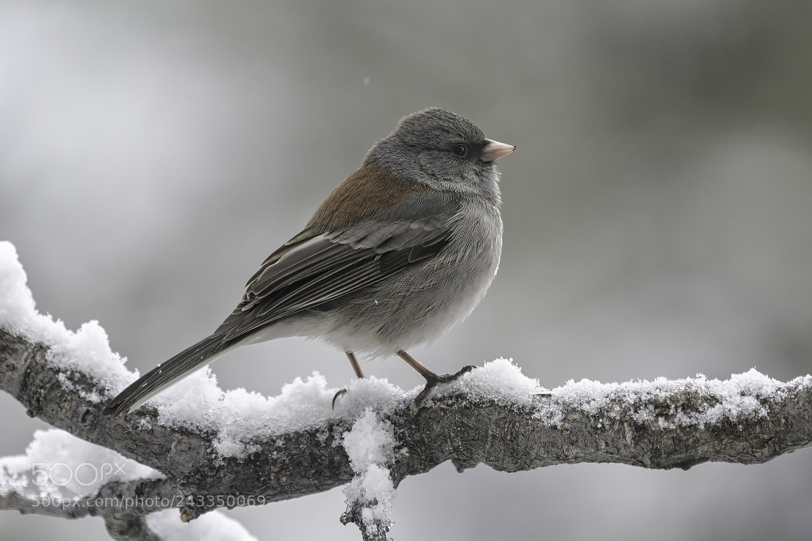 Nikon D500 sample photo. Dark-eyed junco photography
