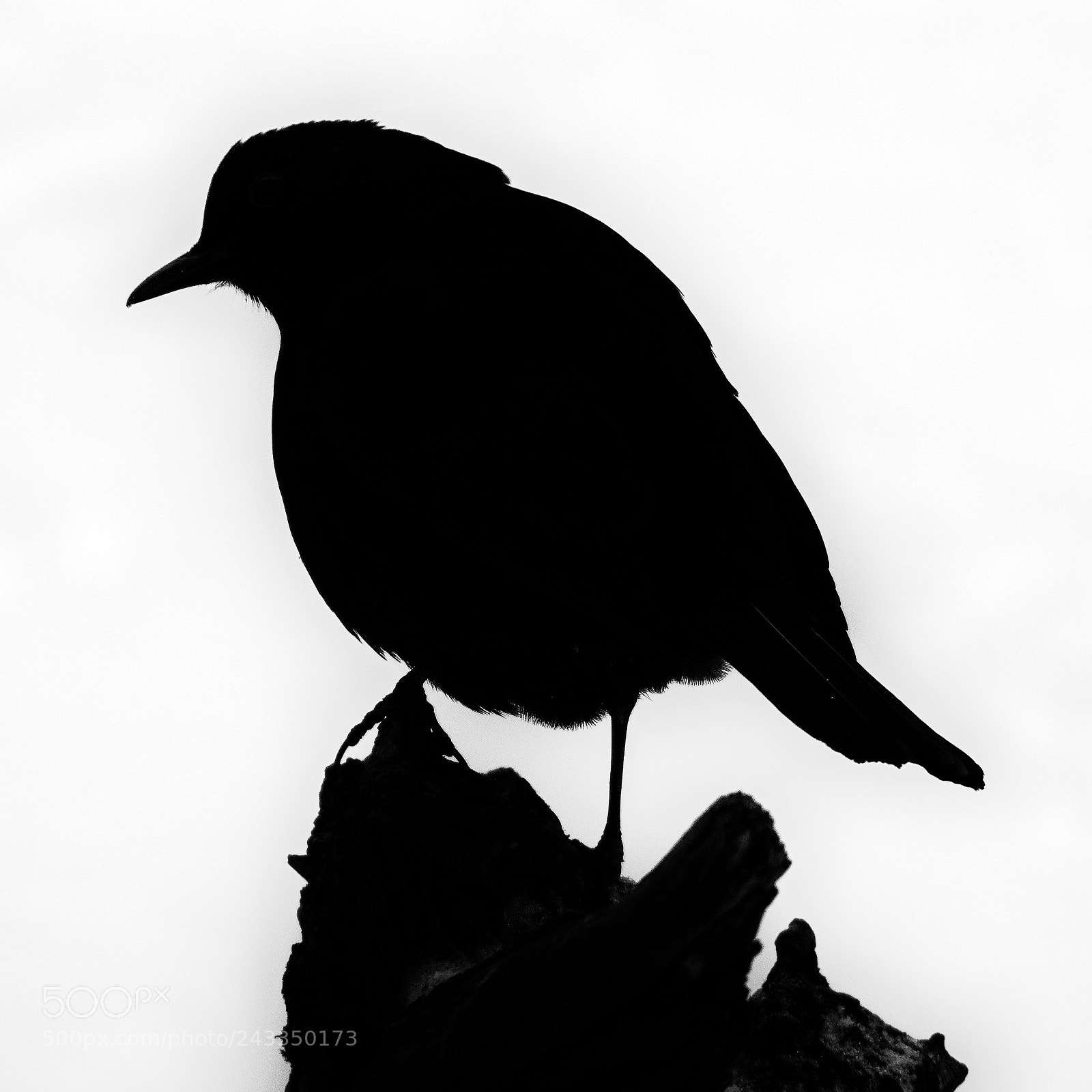 Olympus OM-D E-M1 Mark II sample photo. Blackbird photography