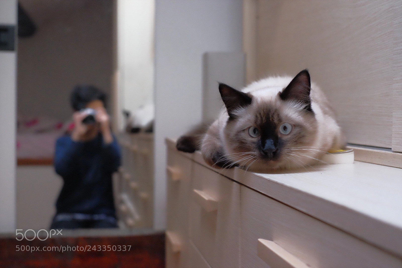 Fujifilm X-T10 sample photo. Still cat photography