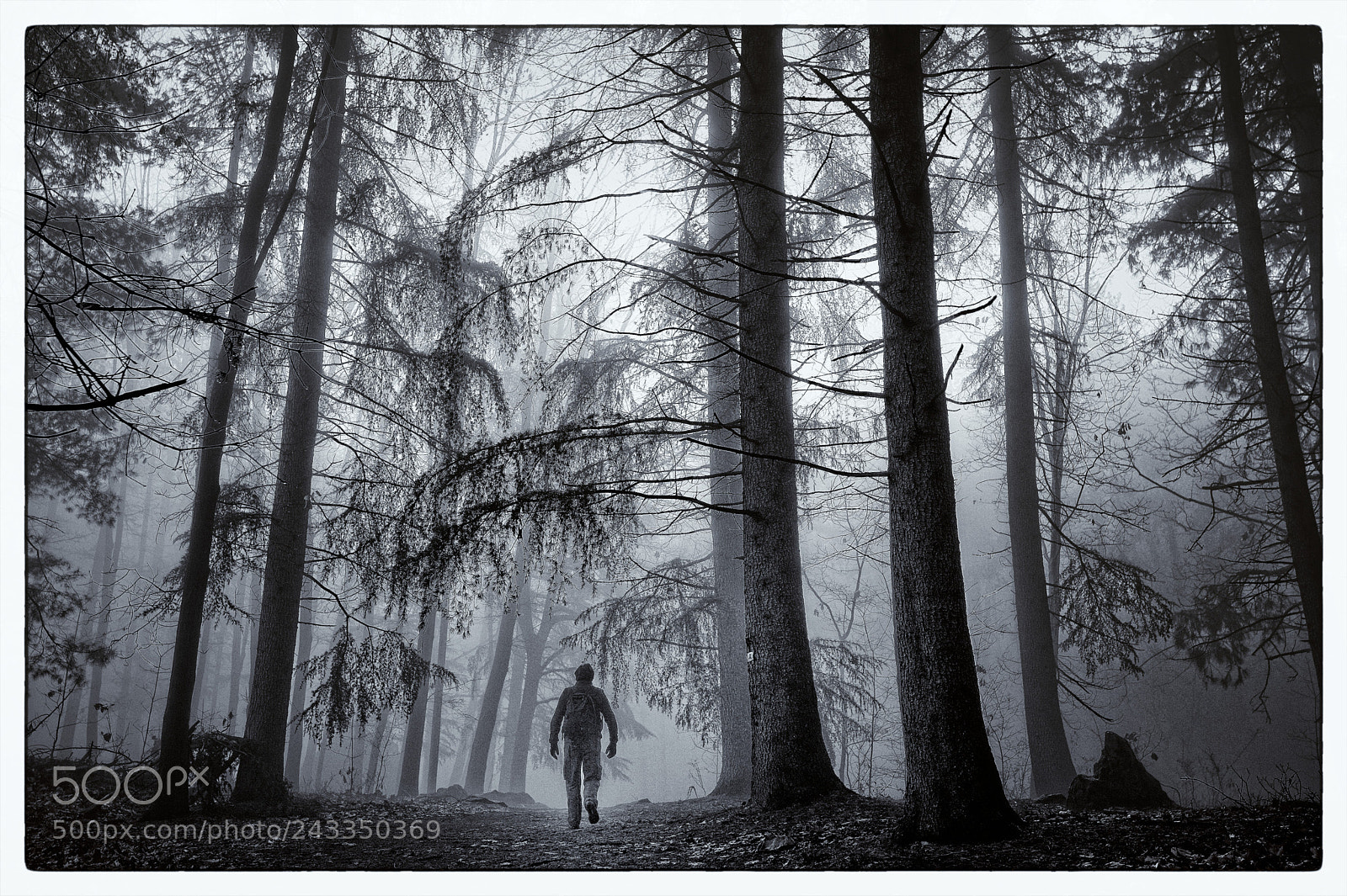 Nikon D700 sample photo. Hiking the mist photography