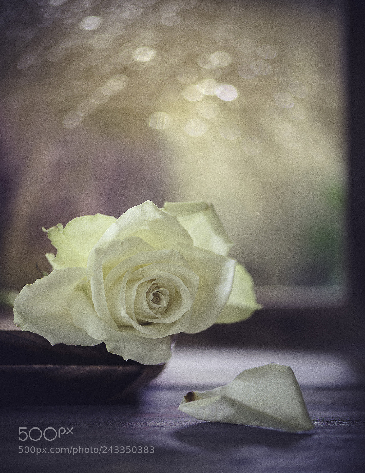 Nikon D600 sample photo. It's raining outside photography