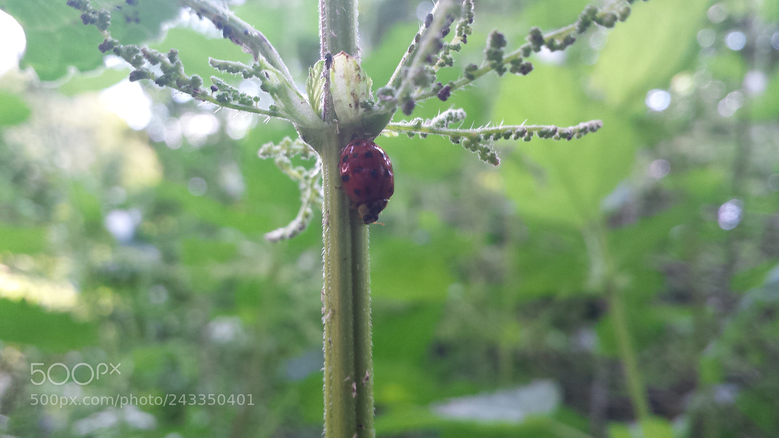 Samsung Galaxy S4 sample photo. Untitled photography