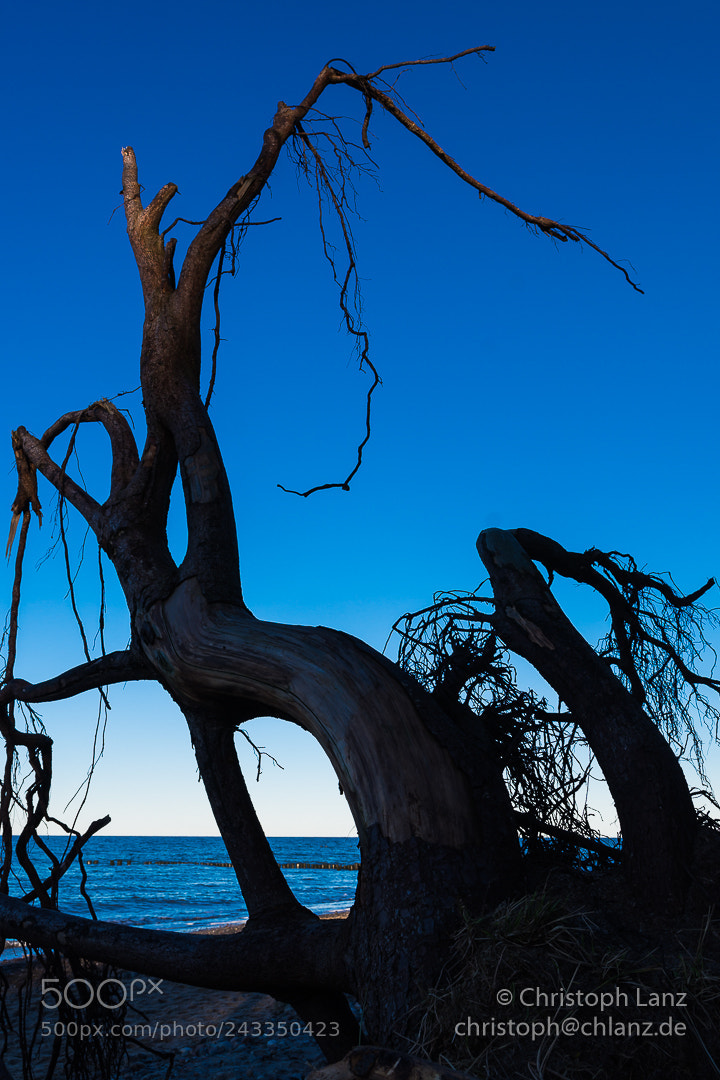 Nikon D7200 sample photo. Alien photography