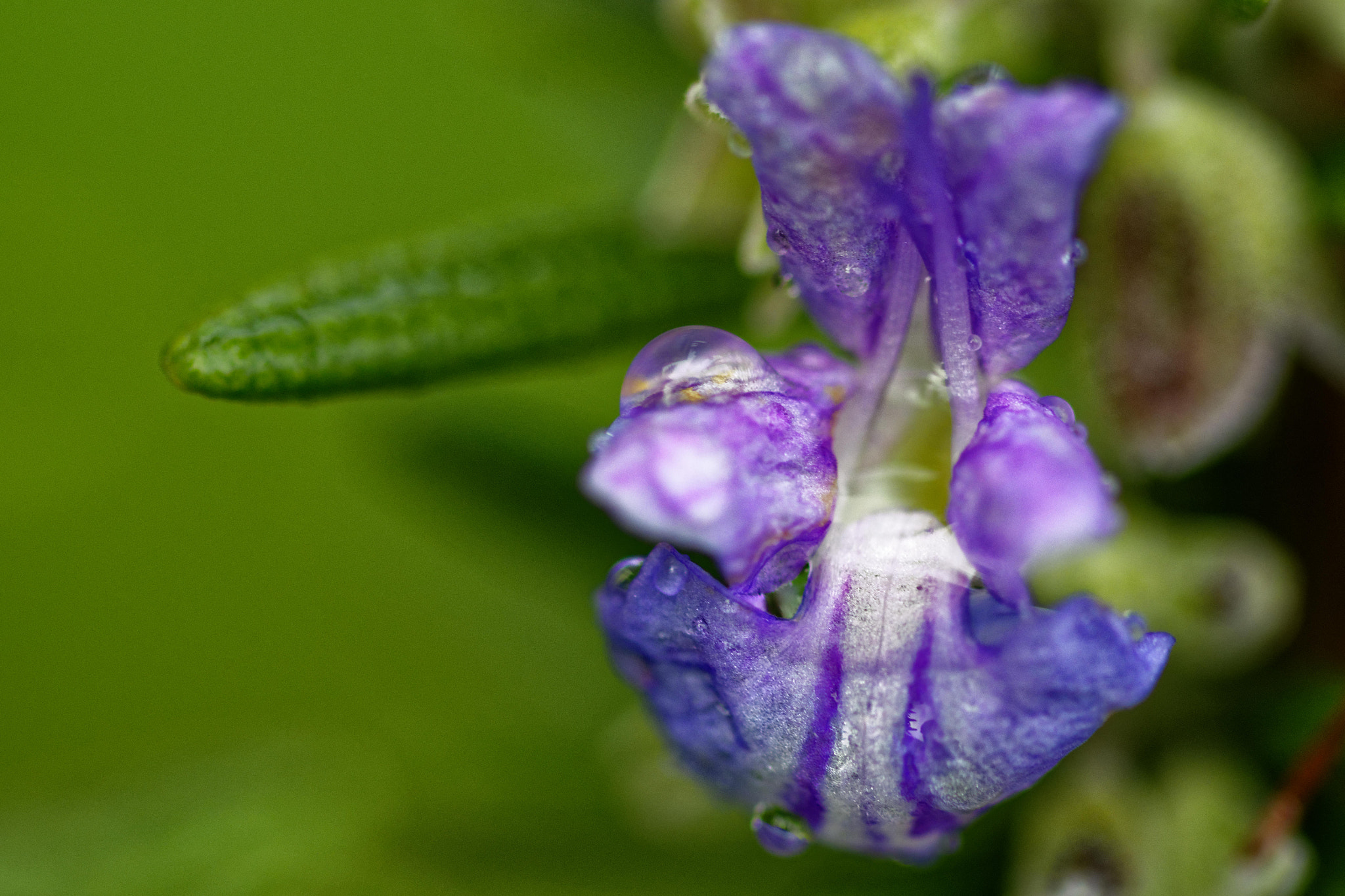 Sigma 105mm F2.8 EX DG OS HSM sample photo. Romarin photography
