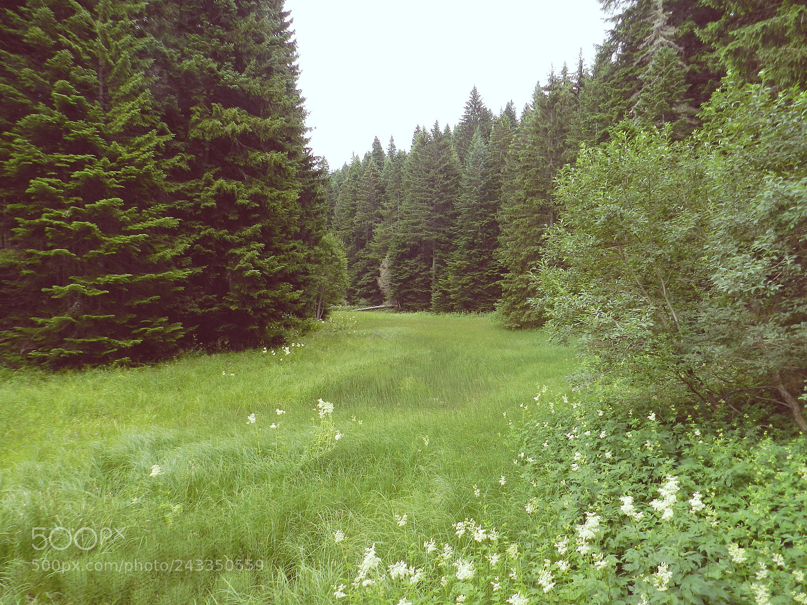 Nikon Coolpix P500 sample photo. Durmitor national park photography
