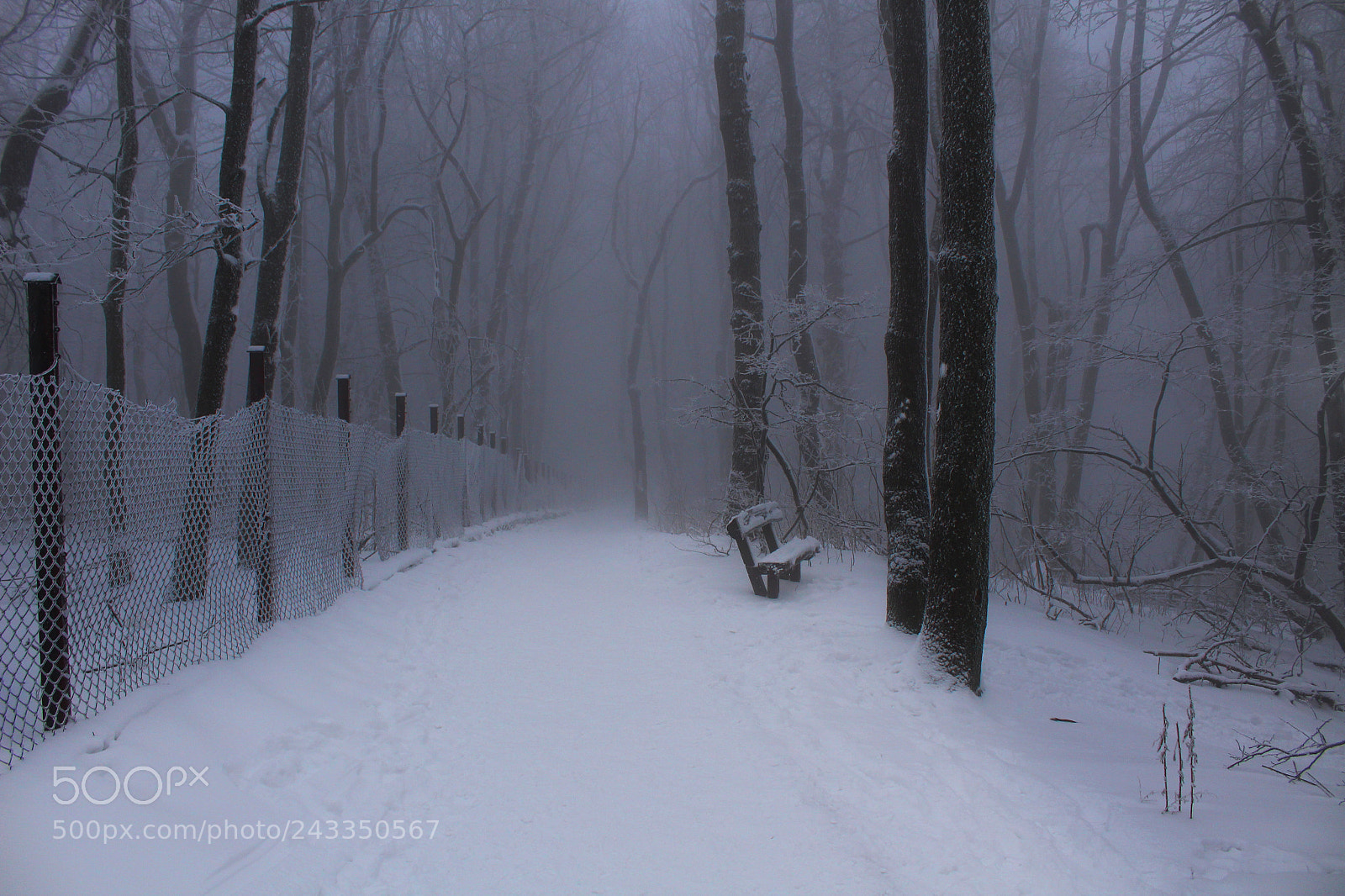 Canon EOS 1300D (EOS Rebel T6 / EOS Kiss X80) sample photo. Winter forest photography