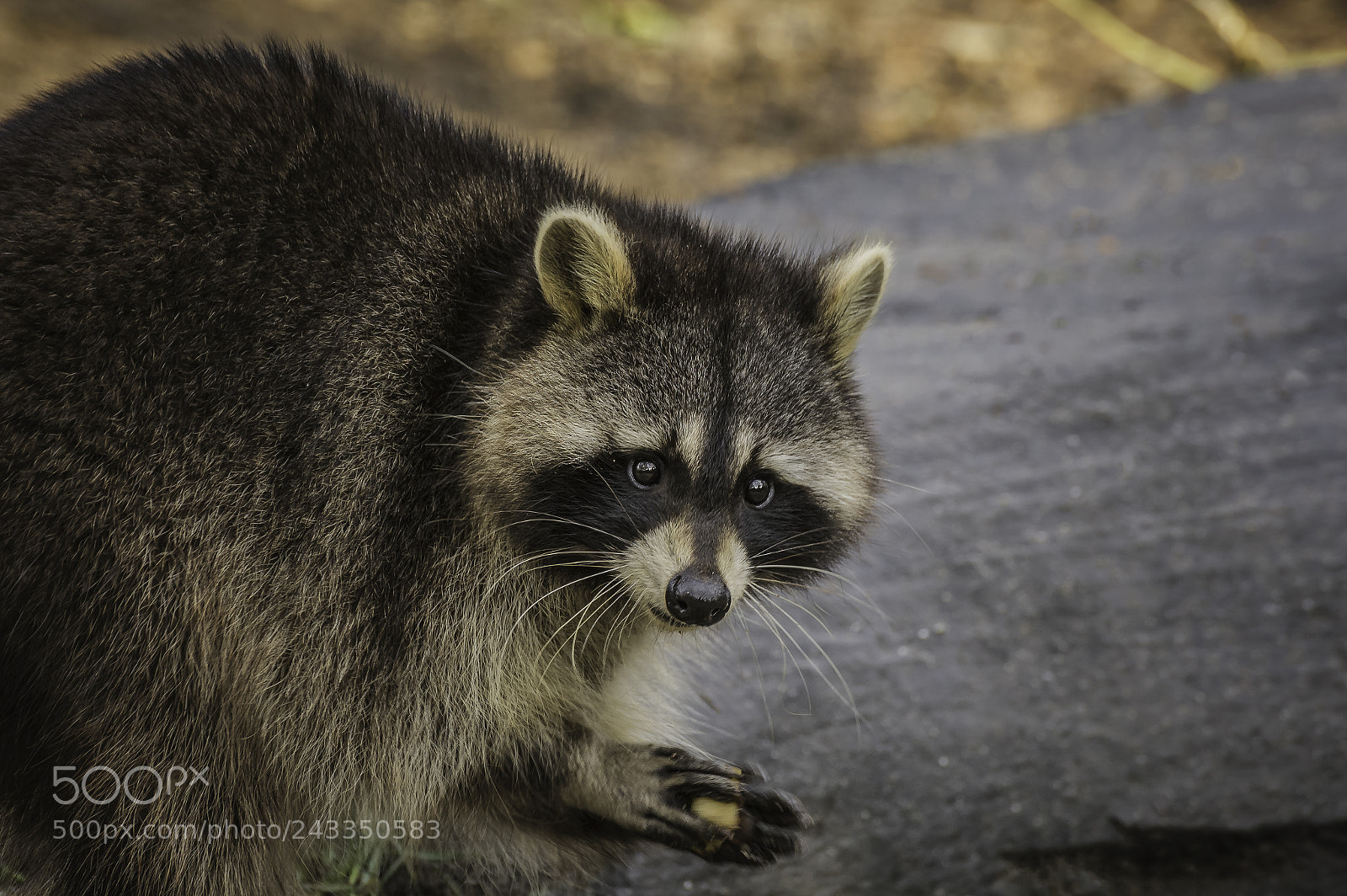 Nikon D7100 sample photo. Waschbär photography