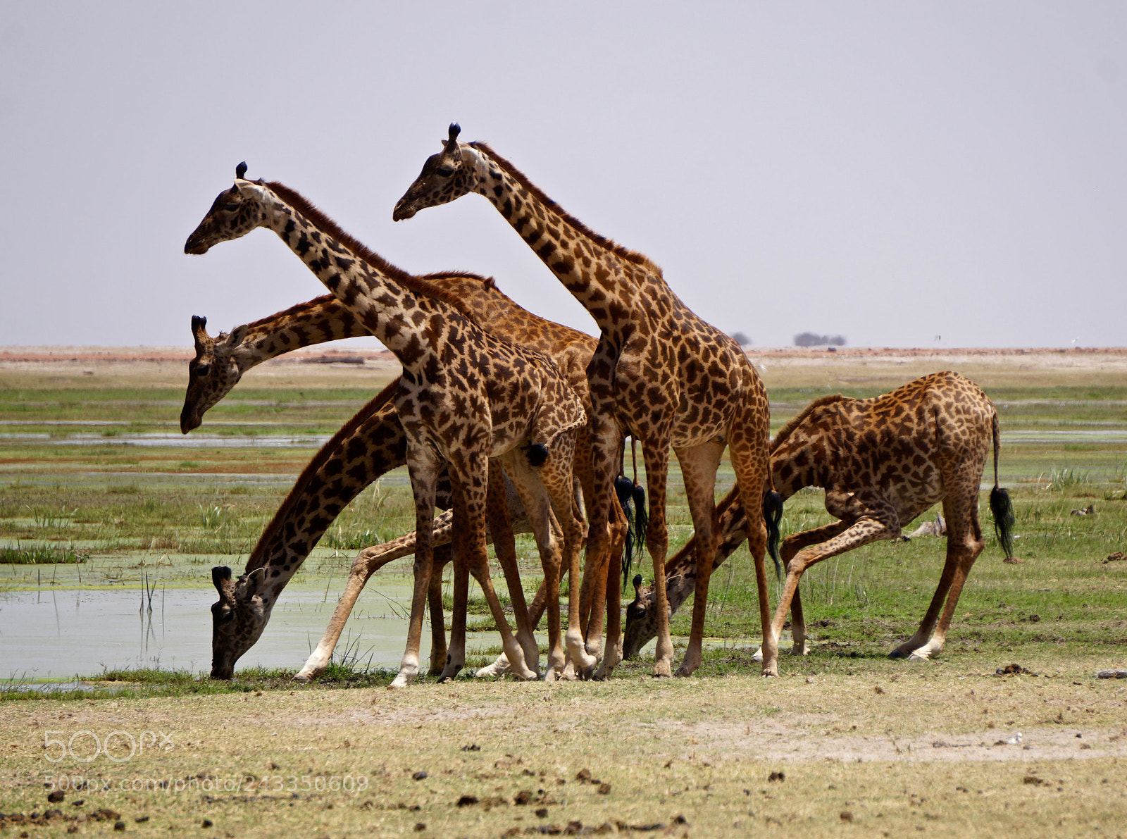 Sony Alpha a5000 (ILCE 5000) sample photo. Giraffes at amboseli national photography