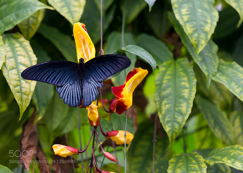 Nikon D800 sample photo. Papilio memnon agenor continental photography