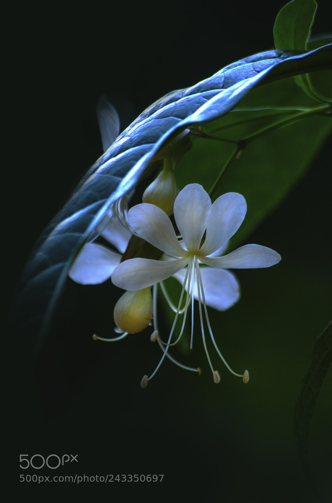 Pentax K-50 sample photo. Flowers photography