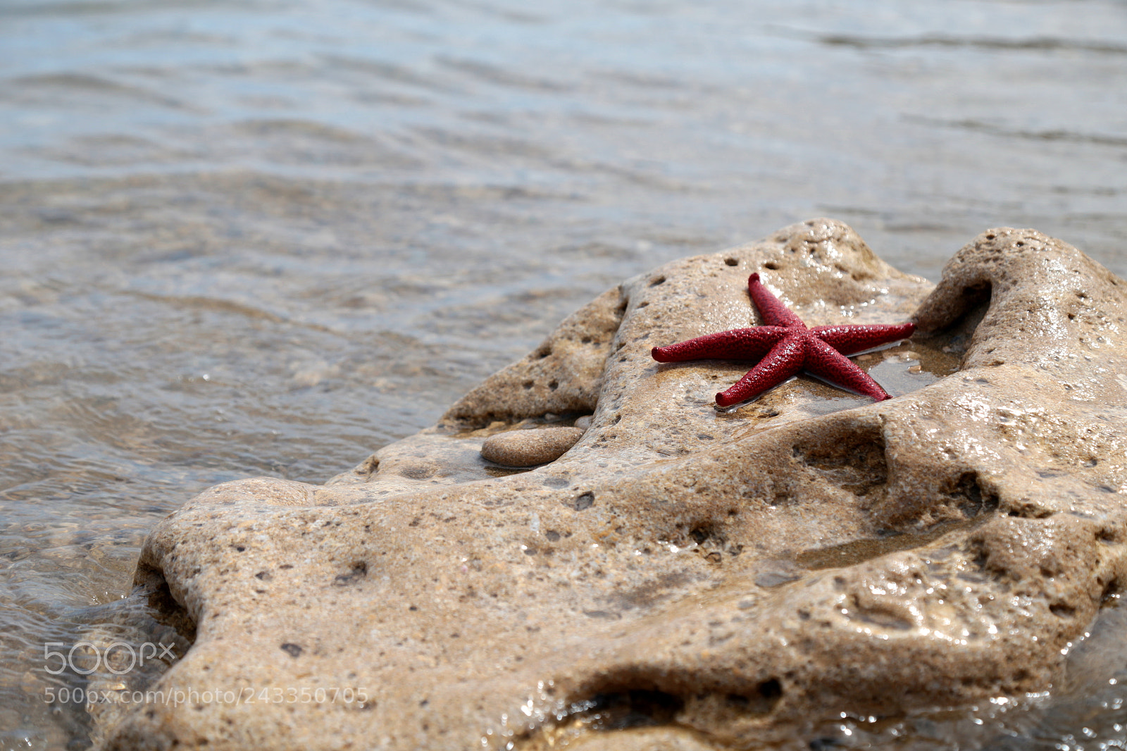 Canon EOS 6D + Canon EF 24-105mm F4L IS USM sample photo. Starfish photography