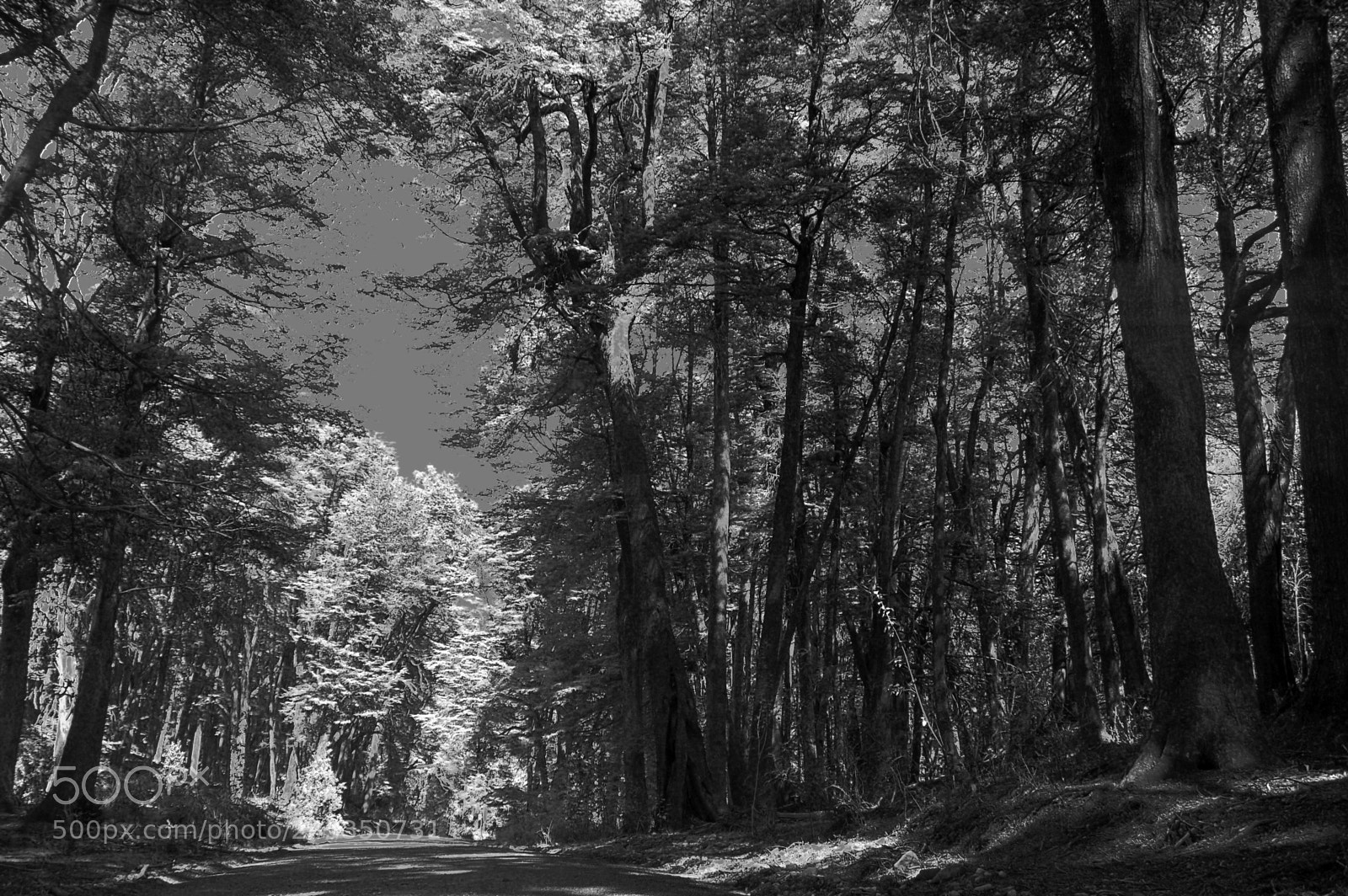 Nikon D50 sample photo. Chasing the light photography