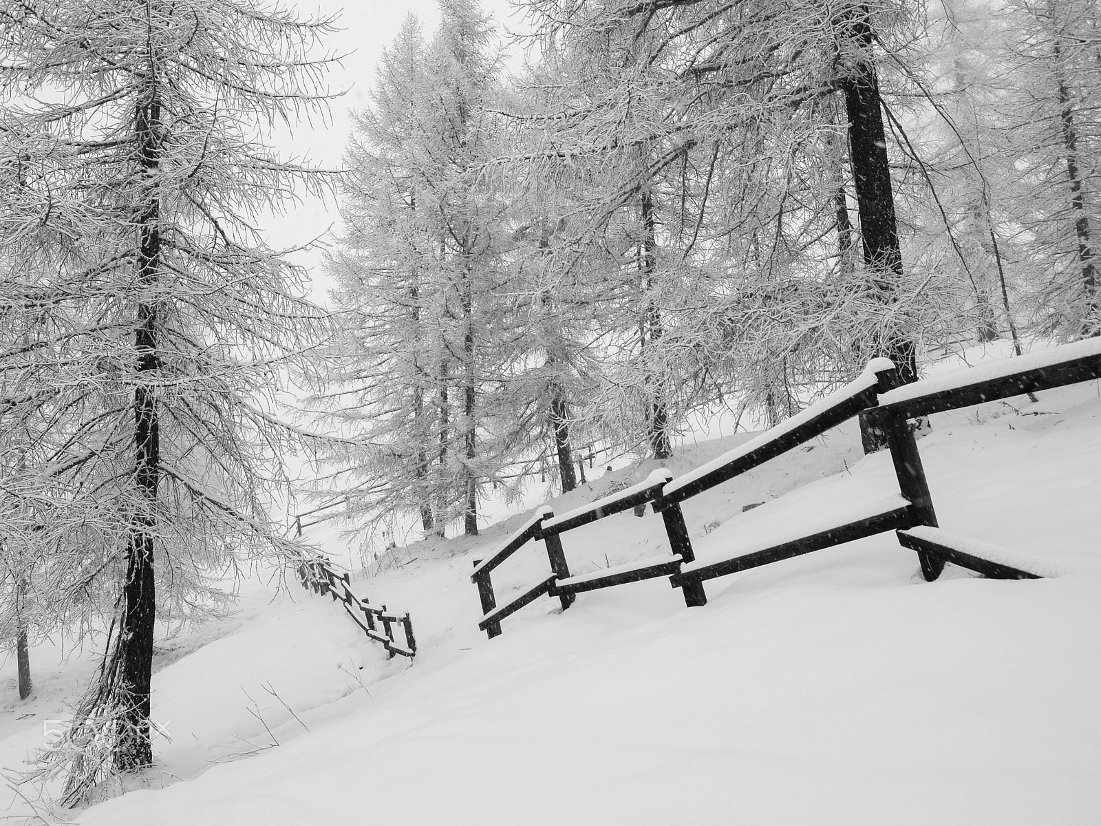 Olympus E-400 (EVOLT E-400) sample photo. Snowfall photography