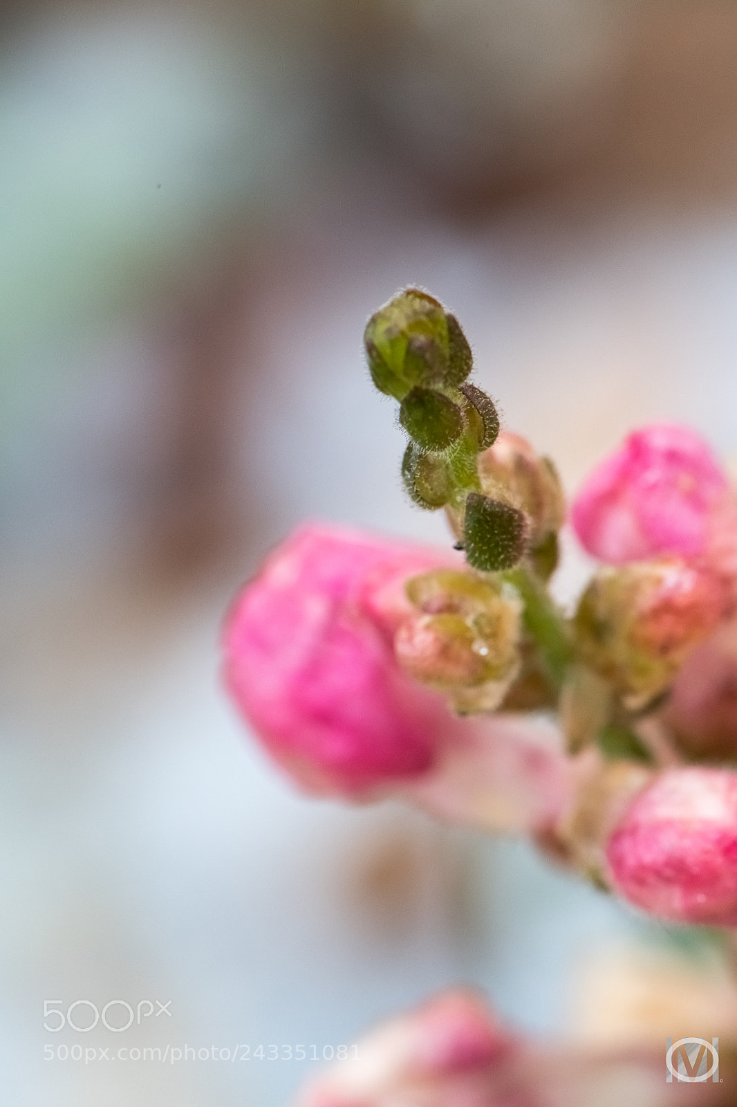 Nikon D850 sample photo. Flower close up photography