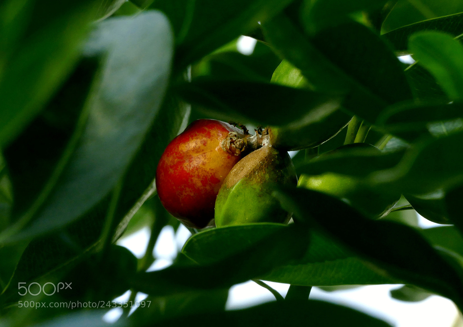 Panasonic Lumix DMC-FZ1000 sample photo. Desert fruits photography